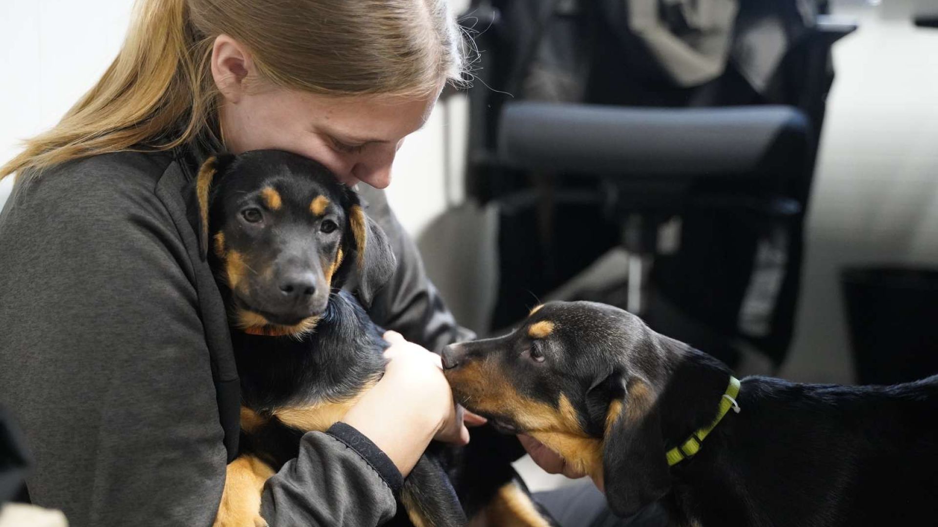 Sager med så mange hunde kræver god koordinering. Heldigvis var der mange dygtige mennesker med til at sikre, at alle hunde kom godt til Roskilde Internat. Foto: Dyrenes Beskyttelse Billede af to hunde og en medarbejder