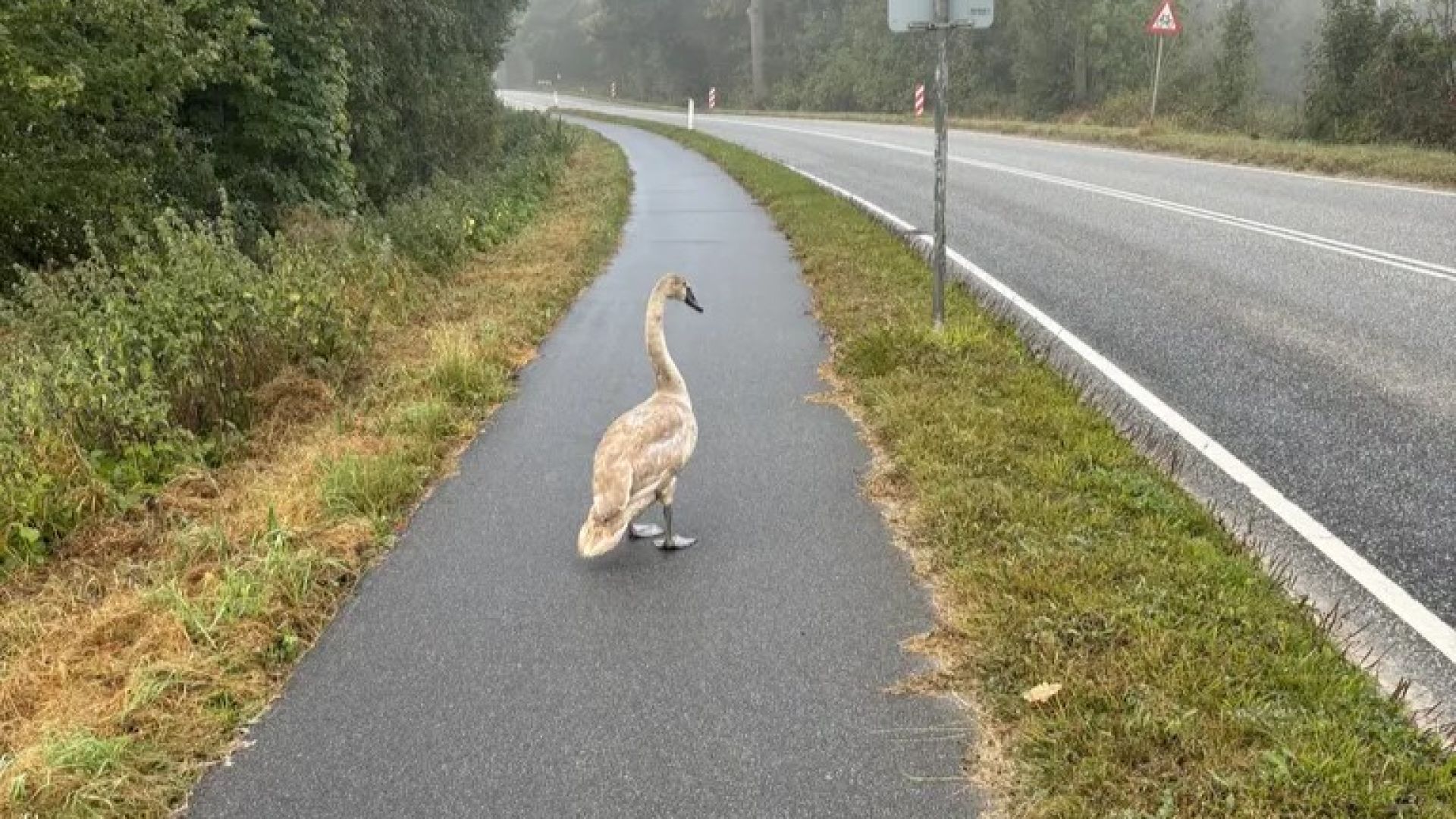 Det sker, at svaneunger forveksler vejbaner med søer og derfor kommer til at lande her. Foto: Privat Det sker, at svaneunger forveksler vejbaner med søer og derfor kommer til at lande her. Foto: Privat