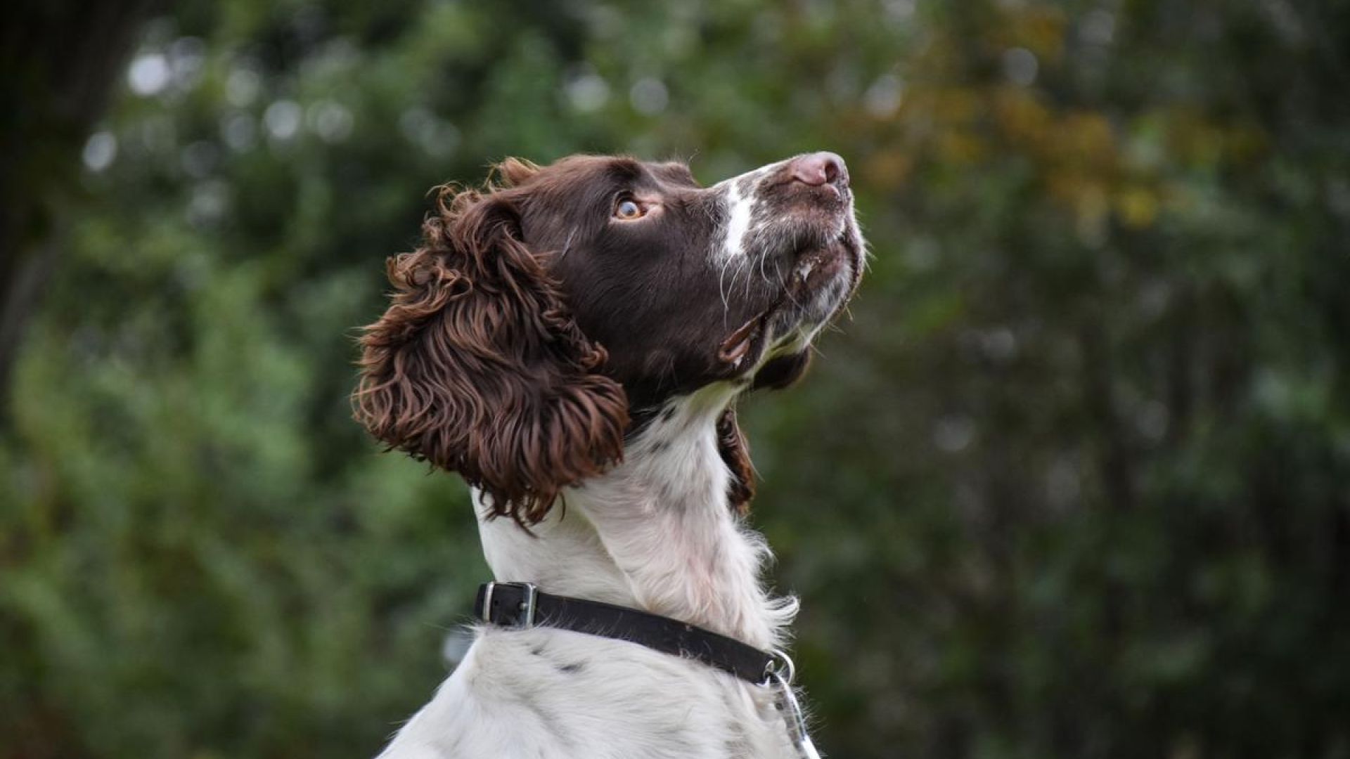 OBS: Hunden er ikke relateret til sagen. Foto: Cathrine Cocks, Dyrenes Beskyttelse. Hund