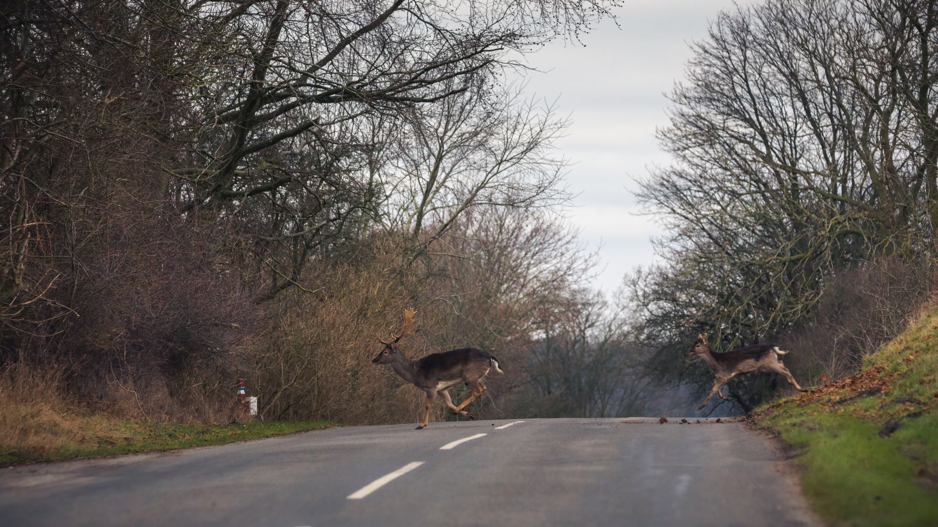 De vilde dyr skal have sikre passager, hvis vi anlægger nye motorveje. Foto: Asger Thielsen De vilde dyr skal have sikre passager, hvis vi anlægger nye motorveje. Foto: Asger Thielsen