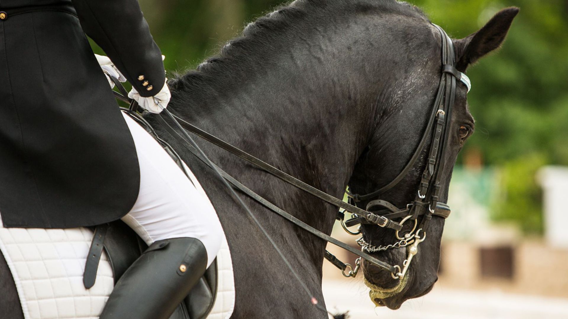 Foto: Pixabay Hest med rytter i dresser med kandarbid
