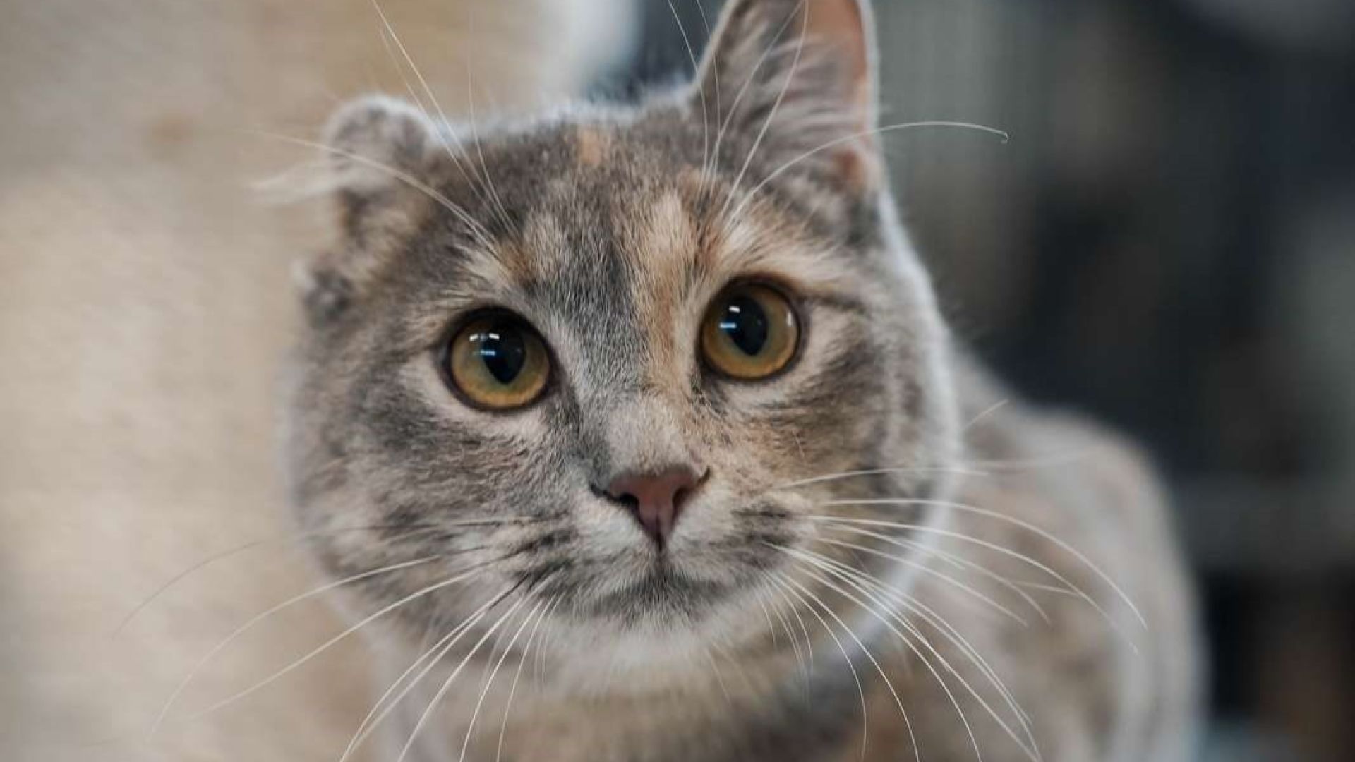 Killingen var hverken mærket eller registreret, og hun bar præg af at have været på egne poter i længere tid. På dyreinternatet blev hun døbt Sommer. Foto: Dyrenes Beskyttelse Billede af kat, der mangler et øre