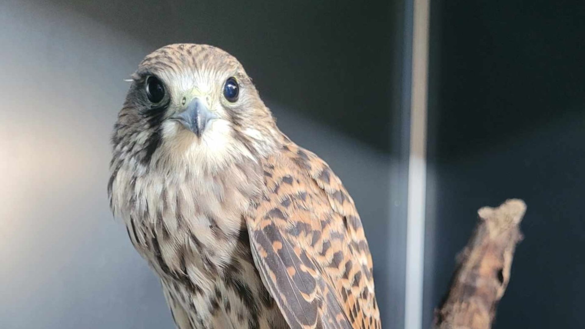 Den unge tårnfalk på vores vildtplejestation i Aarhus. Foto: Anette Kjeldsen Tårnfalk sidder på gren og kigger ind i kameraet