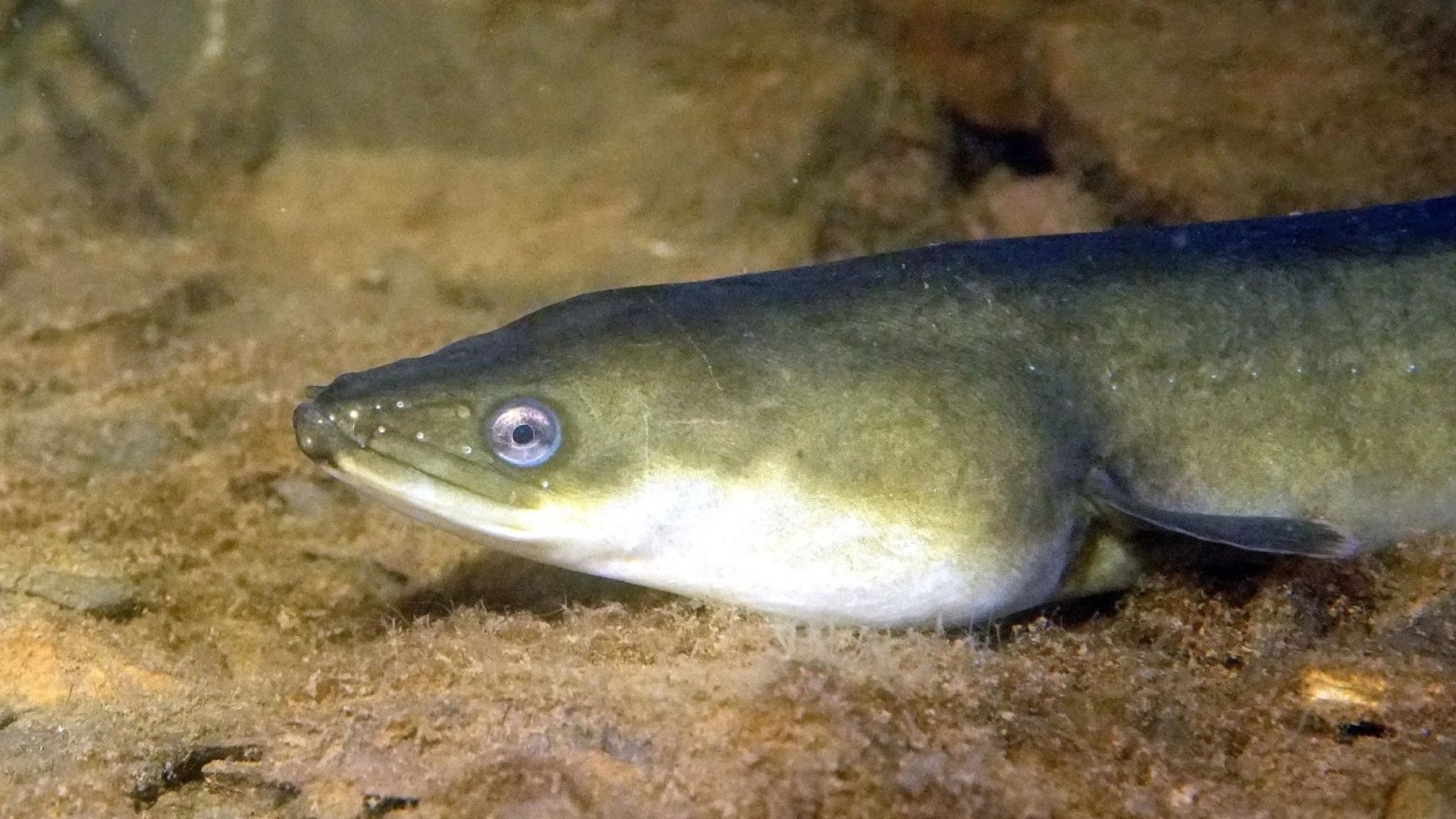 Ålen er kritisk truet. Alligevel lægger regeringen op til at fortsætte fiskeriet efter den. Ålen er kritisk truet. Alligevel lægger regeringen op til at fortsætte fiskeriet efter den.