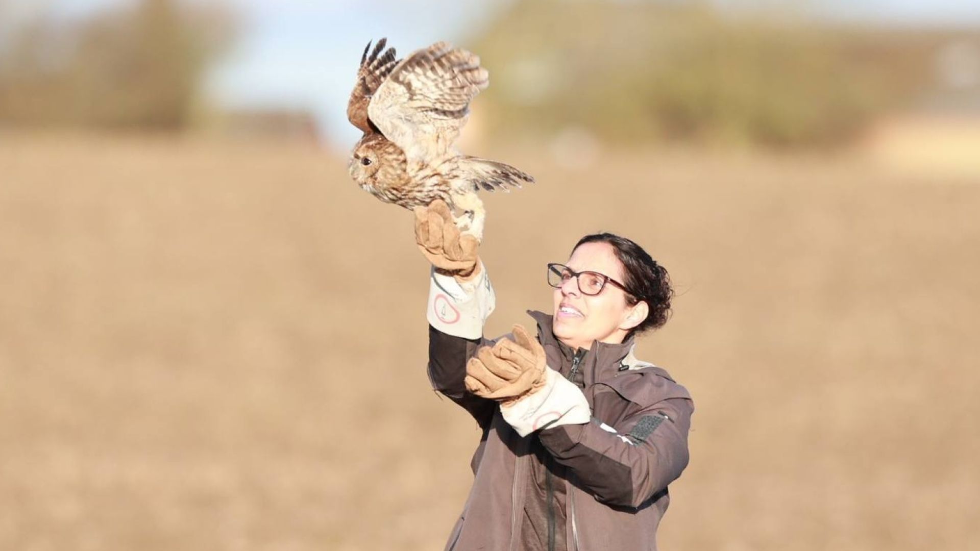 En sen eftermiddag i solens sidste glød blev natuglen genudsat. Foto: Jimmy Leen Friis Brun natugle letter fra vildtplejer Michelles hænder