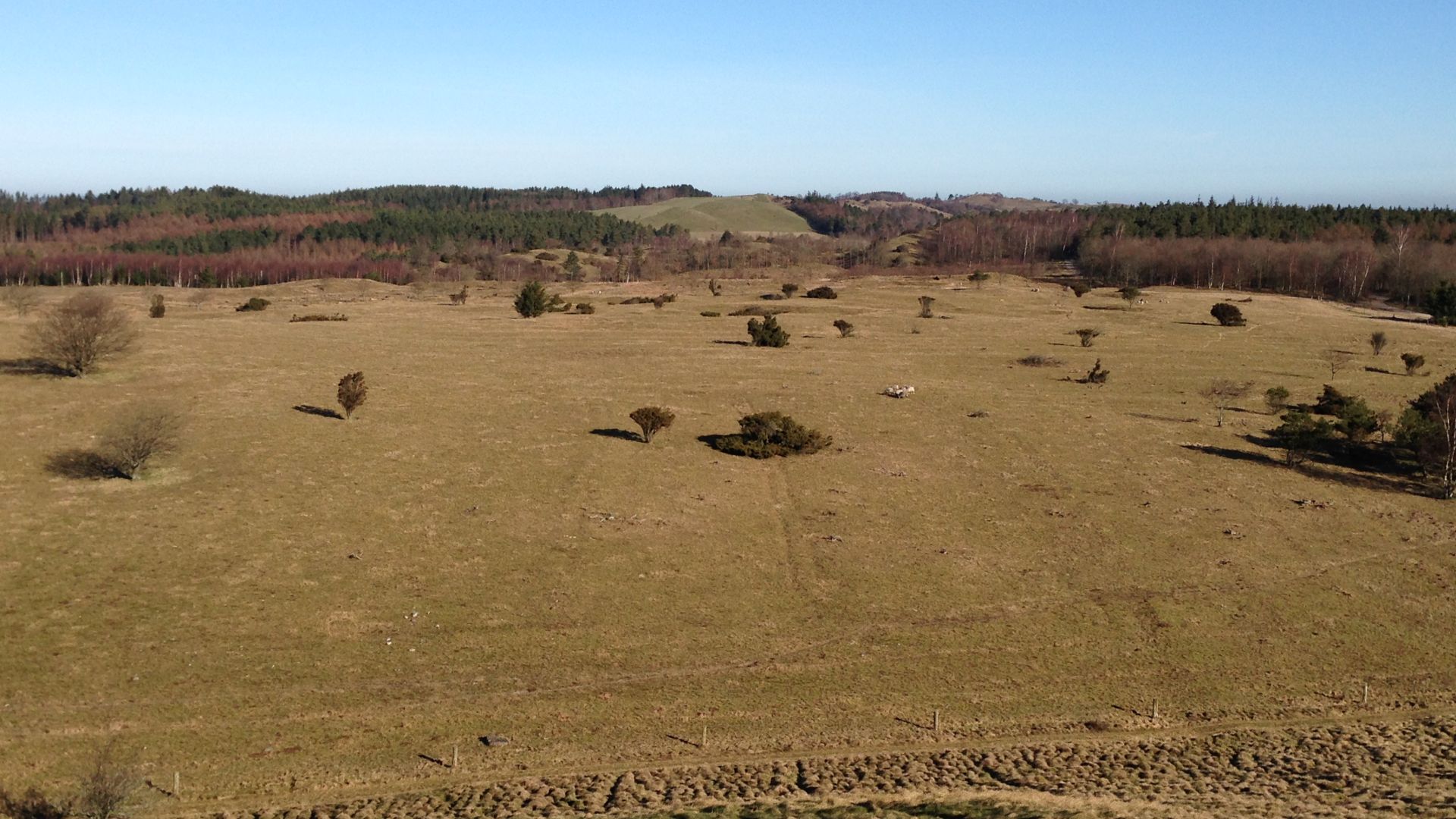 Foto: Dyrenes Beskyttelse