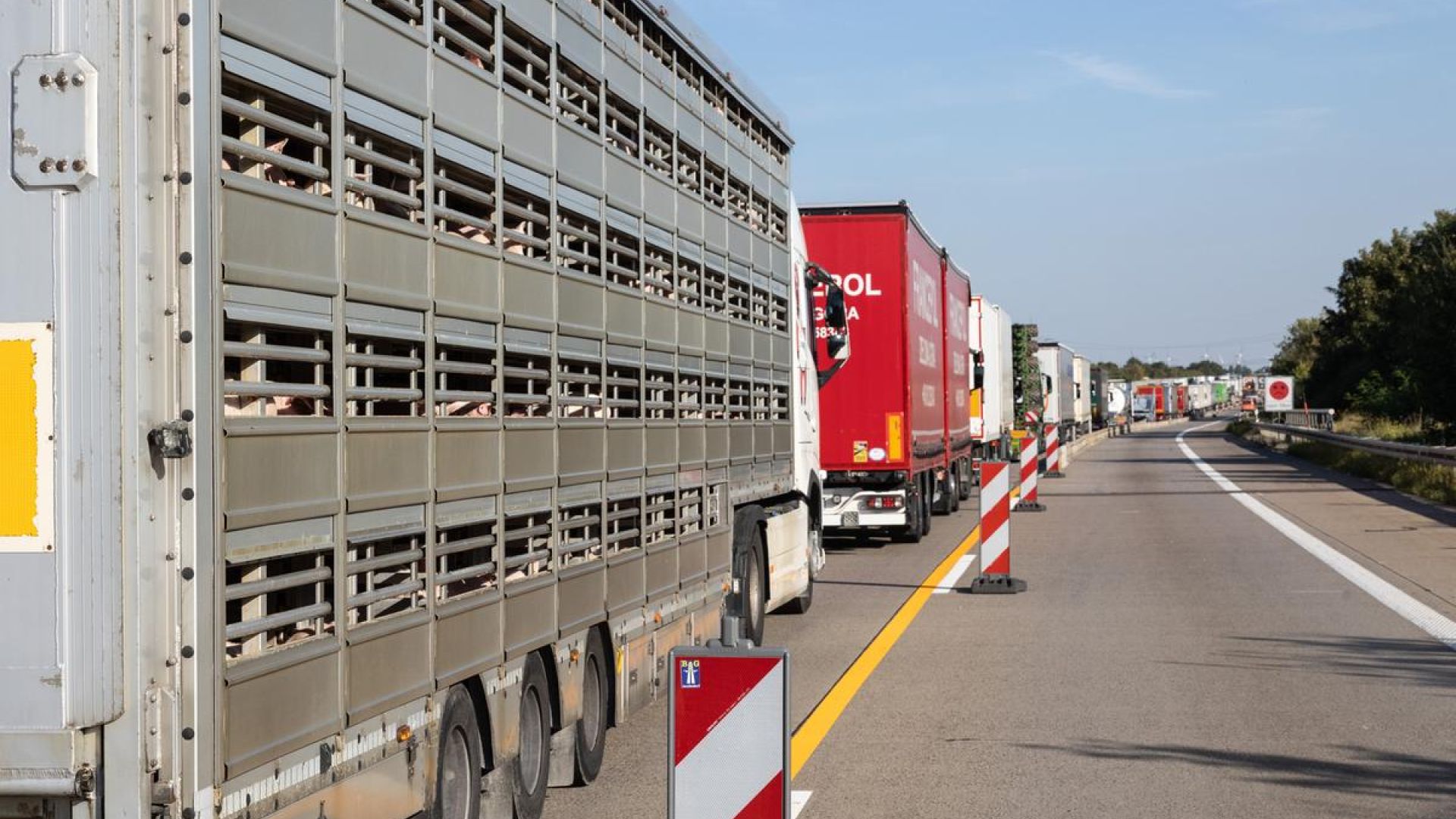 Foto: Christan Brandsen, Dyrenes Beskyttelse Grisetransporter i kø på motorvej