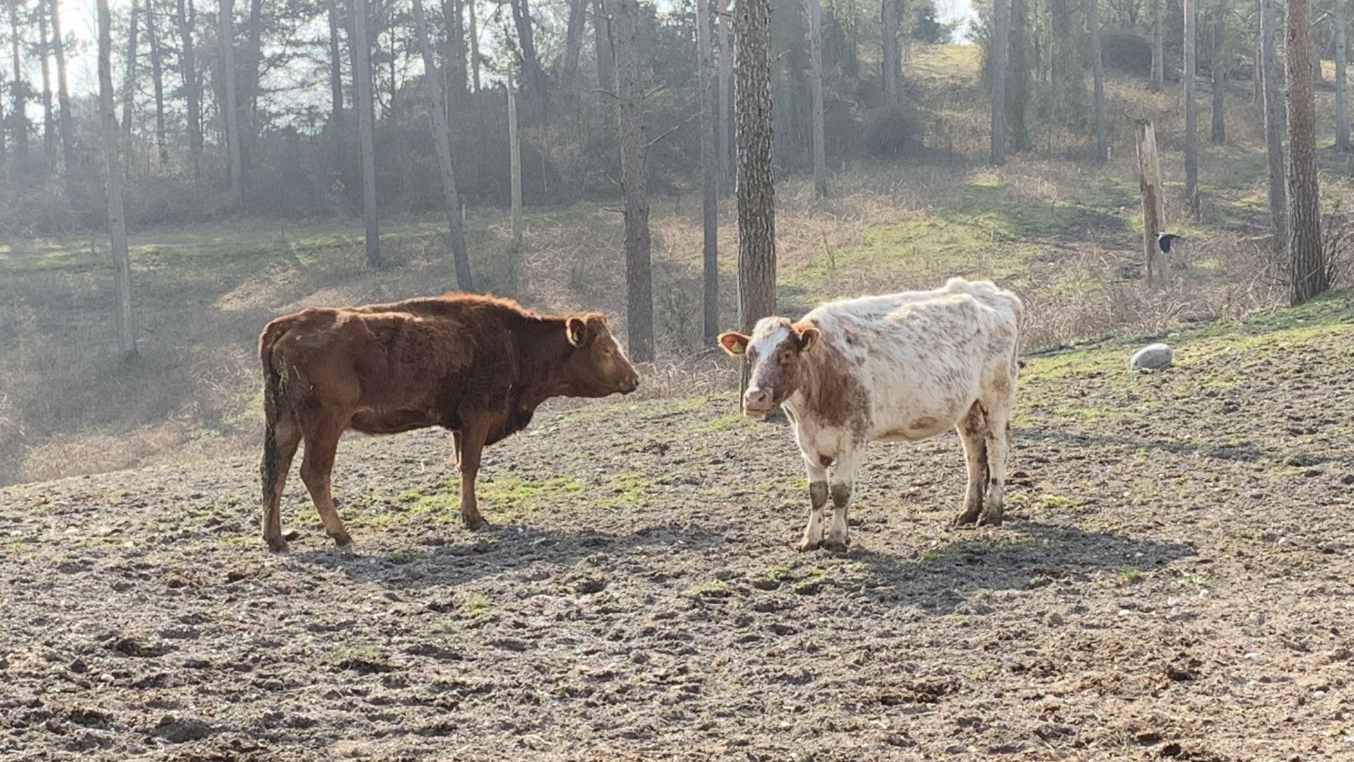 Foto: Dyrenes Beskyttelse