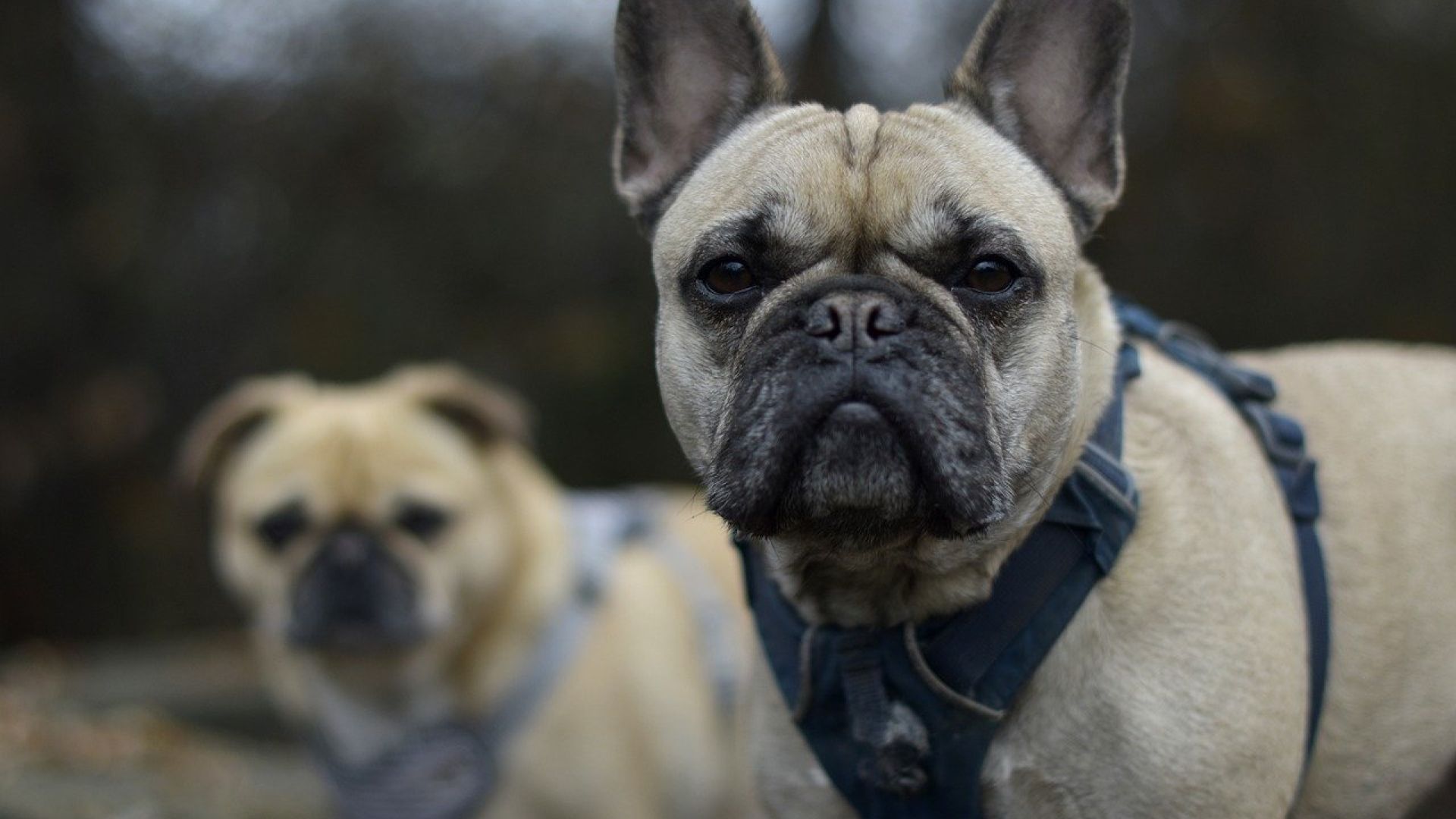 Fra 1. juli bliver det forbudt at avle hunde med åndedrætsbesvær, dårlige hofter og andre lidelser forbundet med usund avl. Dyrenes Beskyttelse efterlyser tilsvarende regler for avl af andre kæledyr. Foto: Cathrine Cocks/Dyrenes Beskyttelse En hun med flad snude kigger i kamera.
