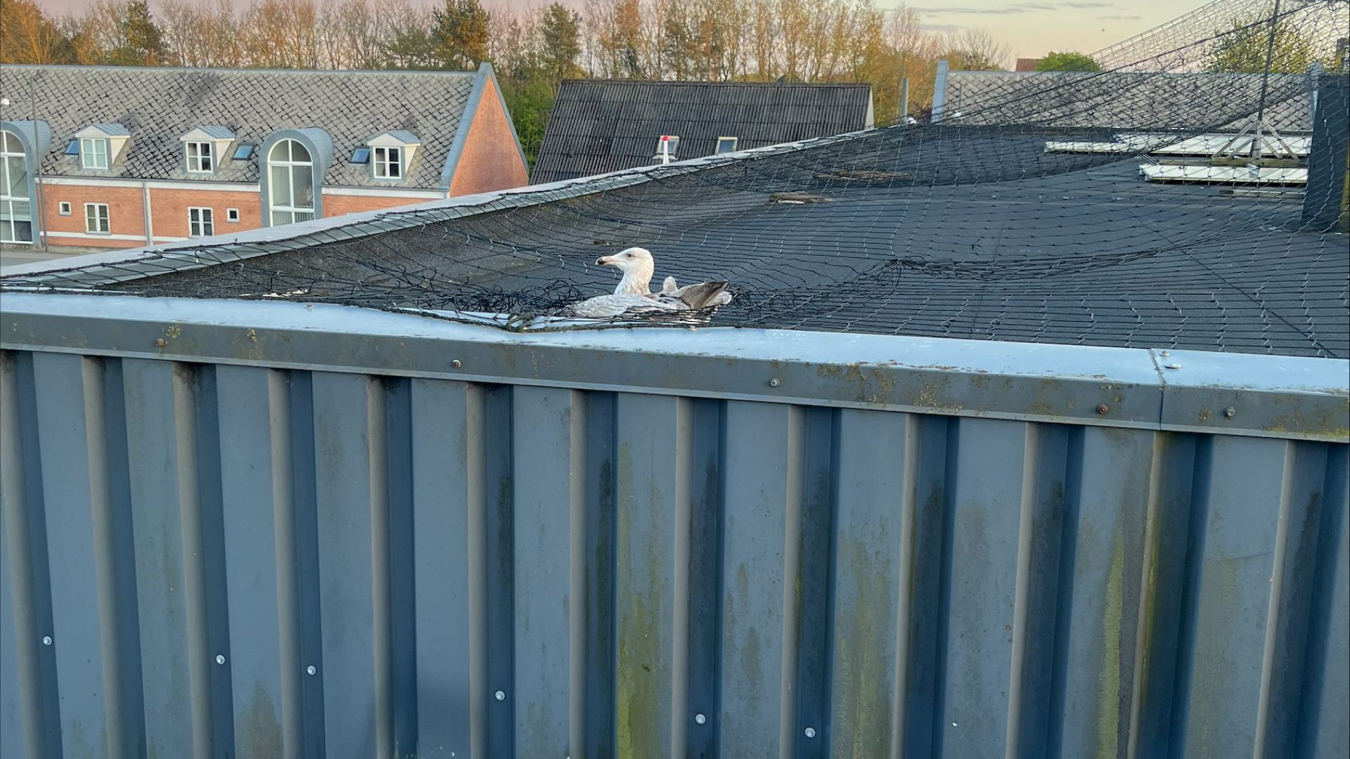Foto: Tine Deth Christensen Måge sidder fast i net på taget af bilforhandler.