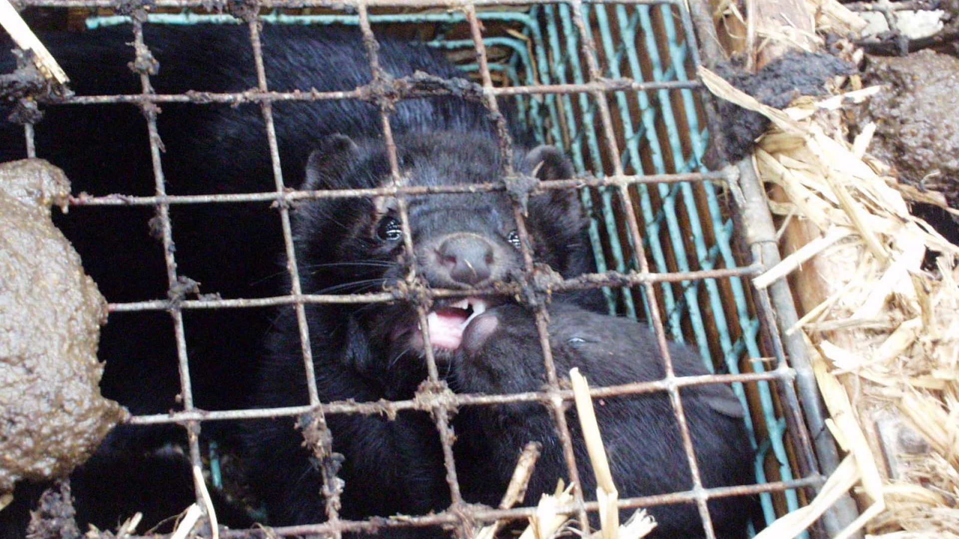 Mink