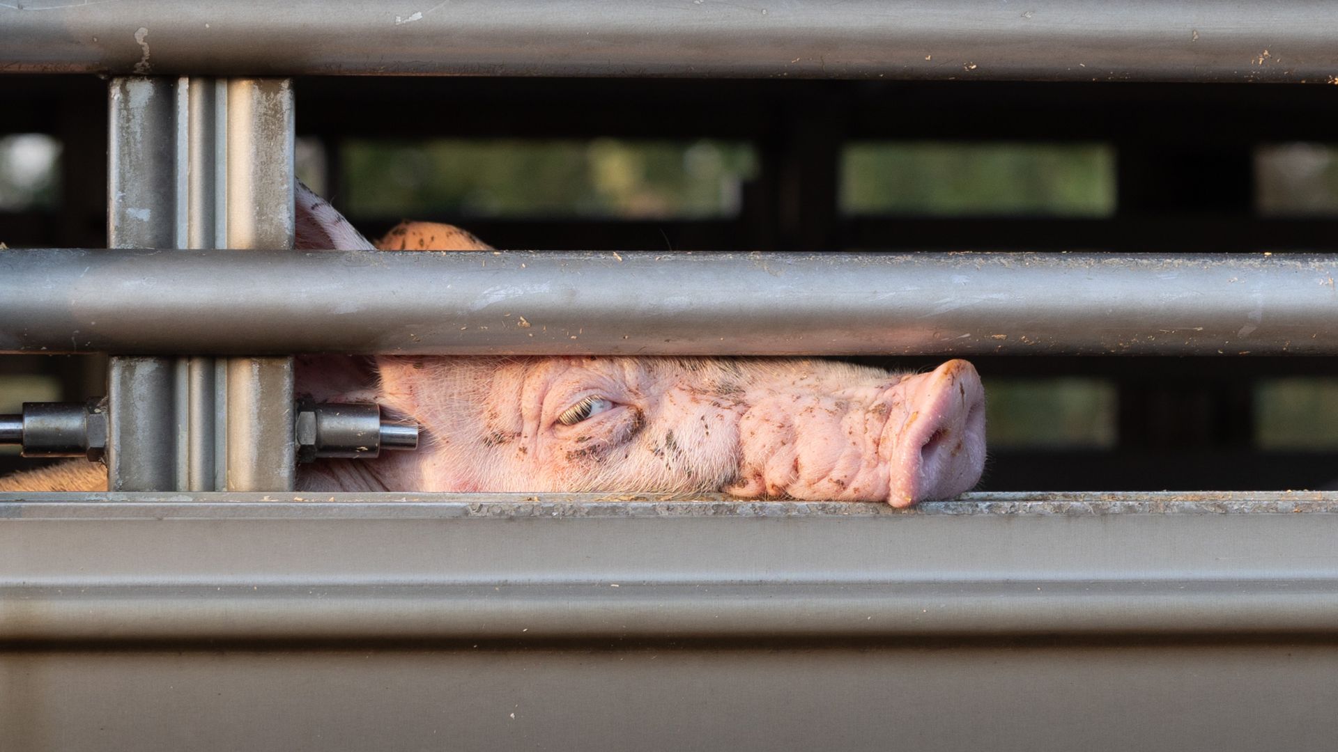 Antallet af grise, som dansk landbrug sender på lange transporter fortsætter med at stige. I 2024 blev flere end 13,2 millioner grise sendt på lange transporter af mere end otte timers varighed. Antallet af grise, som dansk landbrug sender på lange transporter fortsætter med at stige. I 2024 blev flere end 13,2 millioner grise sendt på lange transporter af mere end otte timers varighed.