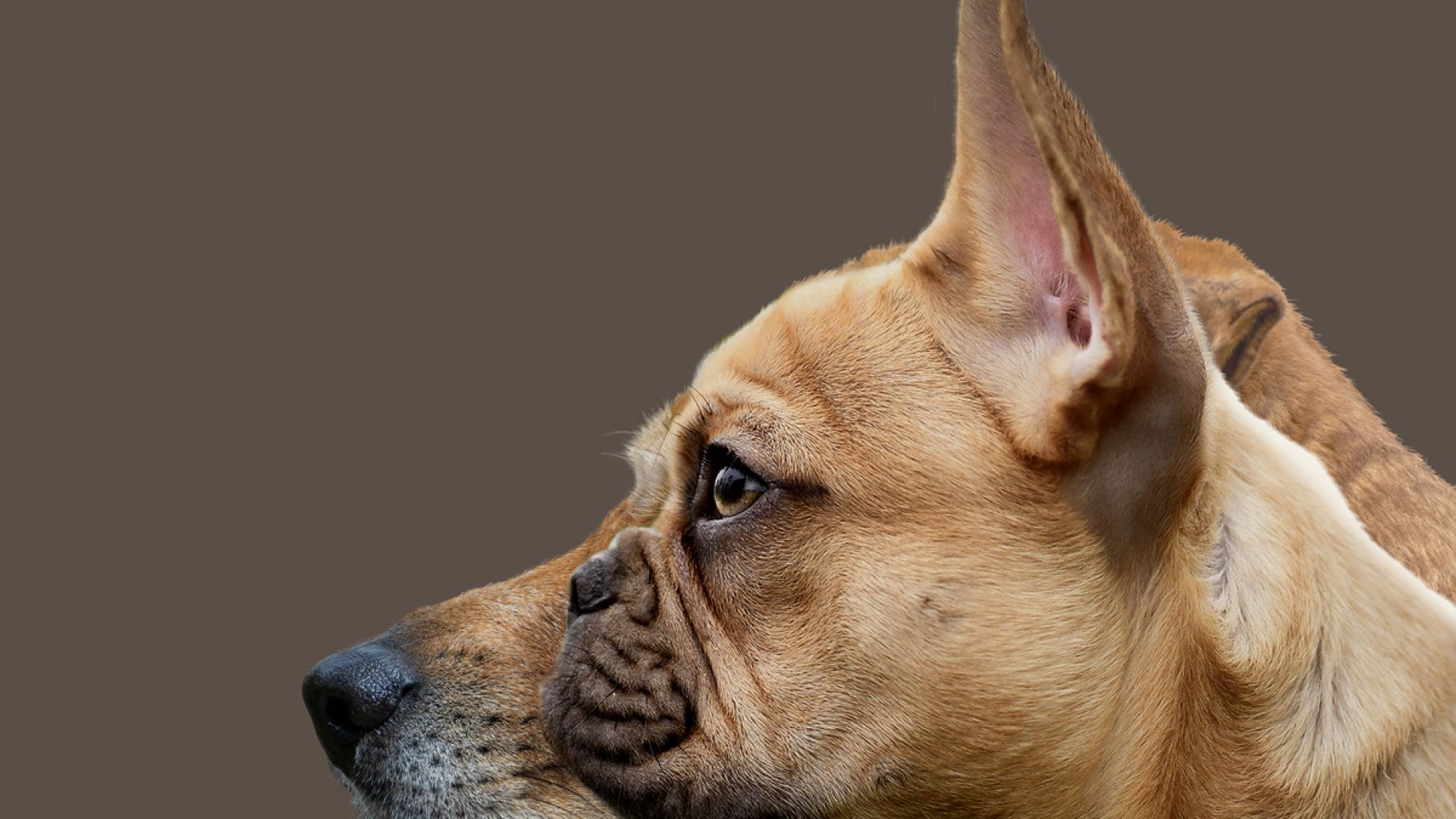 1. juli træder de nye regler for hundeavl i kraft, som blandt andet kræver, at udvalgte hunderacer skal have et sundhedstjek, før man kan avle på dem. Blandt de udvalgte hunderacer er fransk bulldog, som ofte lider af vejrtrækningsproblemer på grund af for korte snuder. Illustration Dyrenes Beskyttelse En grafik af to hundehoveder ved siden af hinanden, forrest er en fransk bulldog set fra siden, hvor man tydeligt ser dens korte snude. Bagved den stikke en anden og længere hundesnude frem. Racen på den bagerste hund er ukendt