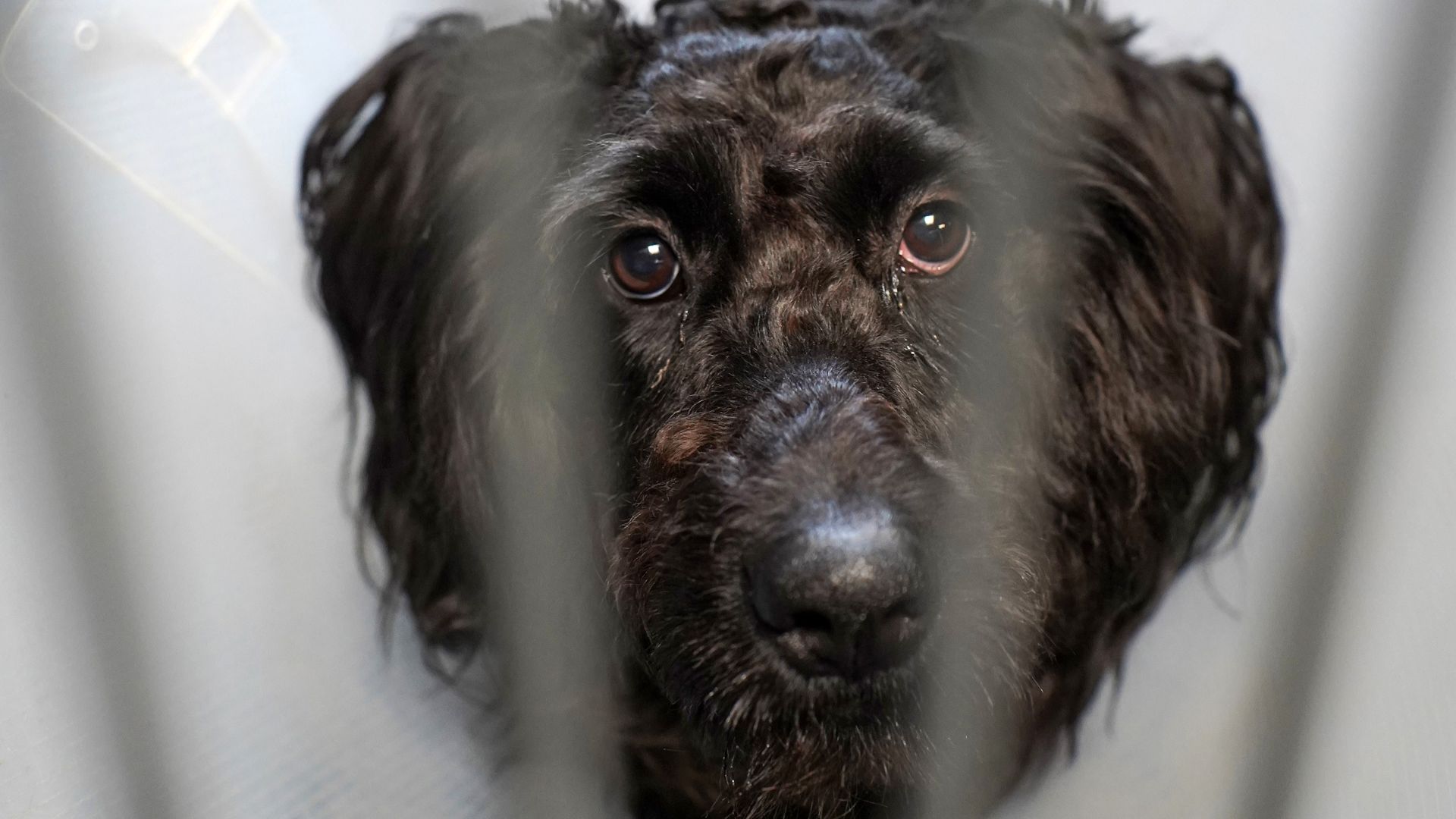 Alt for mange hunde som Jessi bliver svigtet. Hun sad alene med mundkurv, men er nu i gode hænder på Dyrenes Beskyttelses internat i Nordjylland. Foto: Dyrenes Beskyttelse Sort hund kigger i kamera