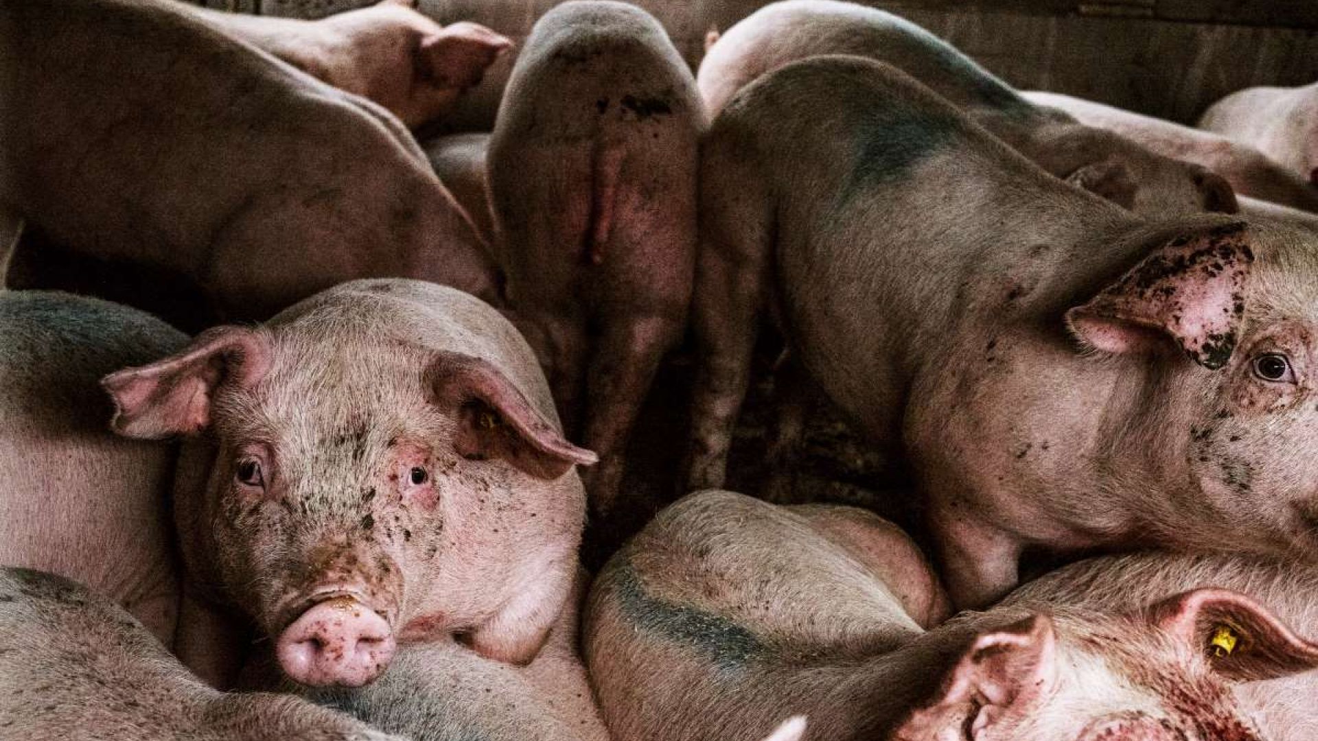 Foto: WeAnimals Grise på en lastbil