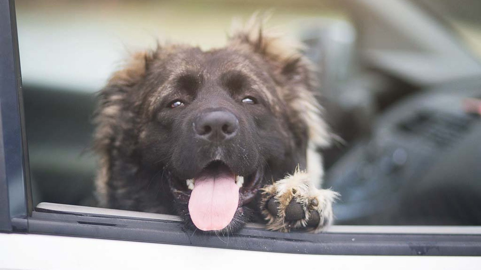 Mange hundeejere forsøger at gøre det rigtige ved at parkere bilen i skyggen. Men det er langt fra en sikker løsning, da temperaturen i skyggen stadig kan stige til livsfarlige niveauer for en hund. Allerede ved 20 graders udetemperatur risikerer en hund at få hedeslag og i værste fald døden. Foto: Dyrenes Beskyttelse hund sidder med hovedet ud af vinduet på en bil og har tungen ude