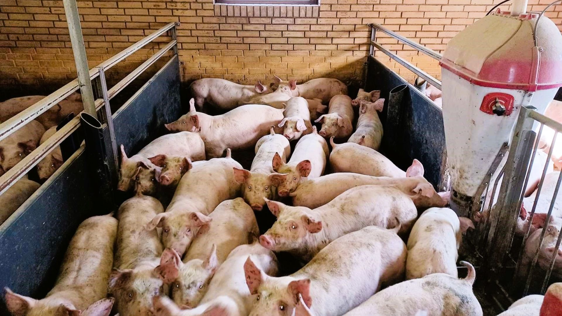 Billede fra Fødevarestyrelsen kontrol. Ved dette kontrolbesøg blev der ikke sanktioneret for manglende plads, men derimod for manglende rodematerieale. Der skulle have været en rafte i en af plastikholderne. Foto: Fødevarestyrelsen Grise presset sammen i stald