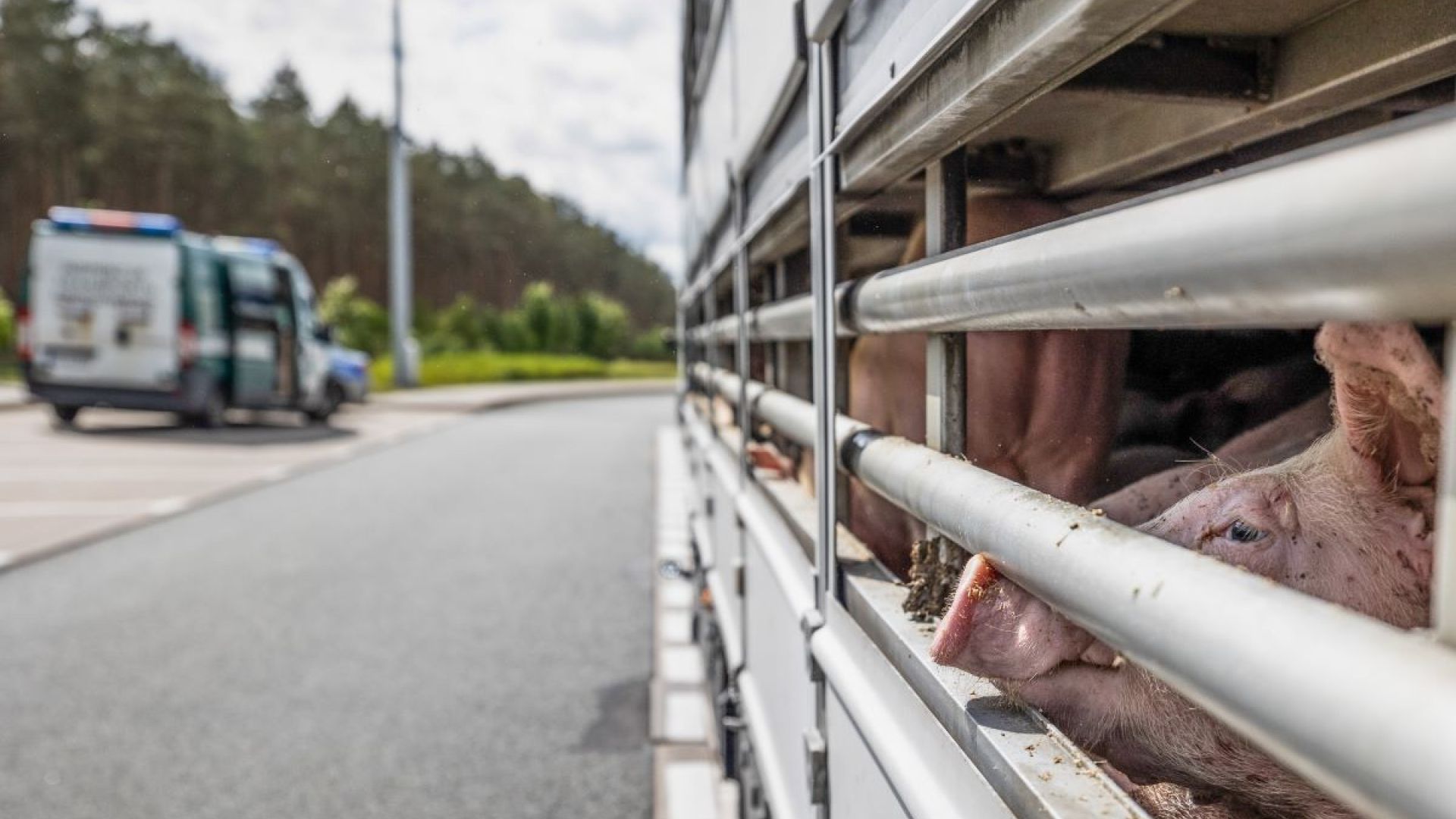Foto: WeAnimals Dyretransport
