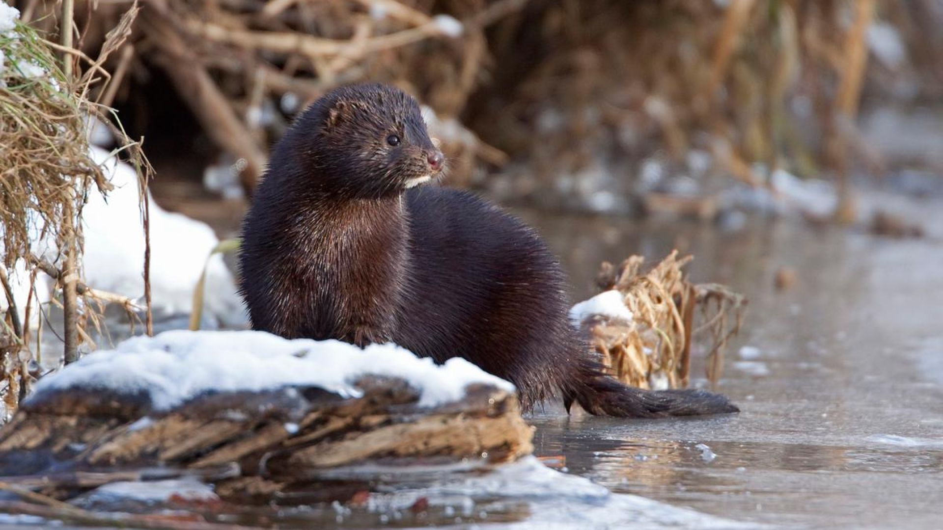 Mink