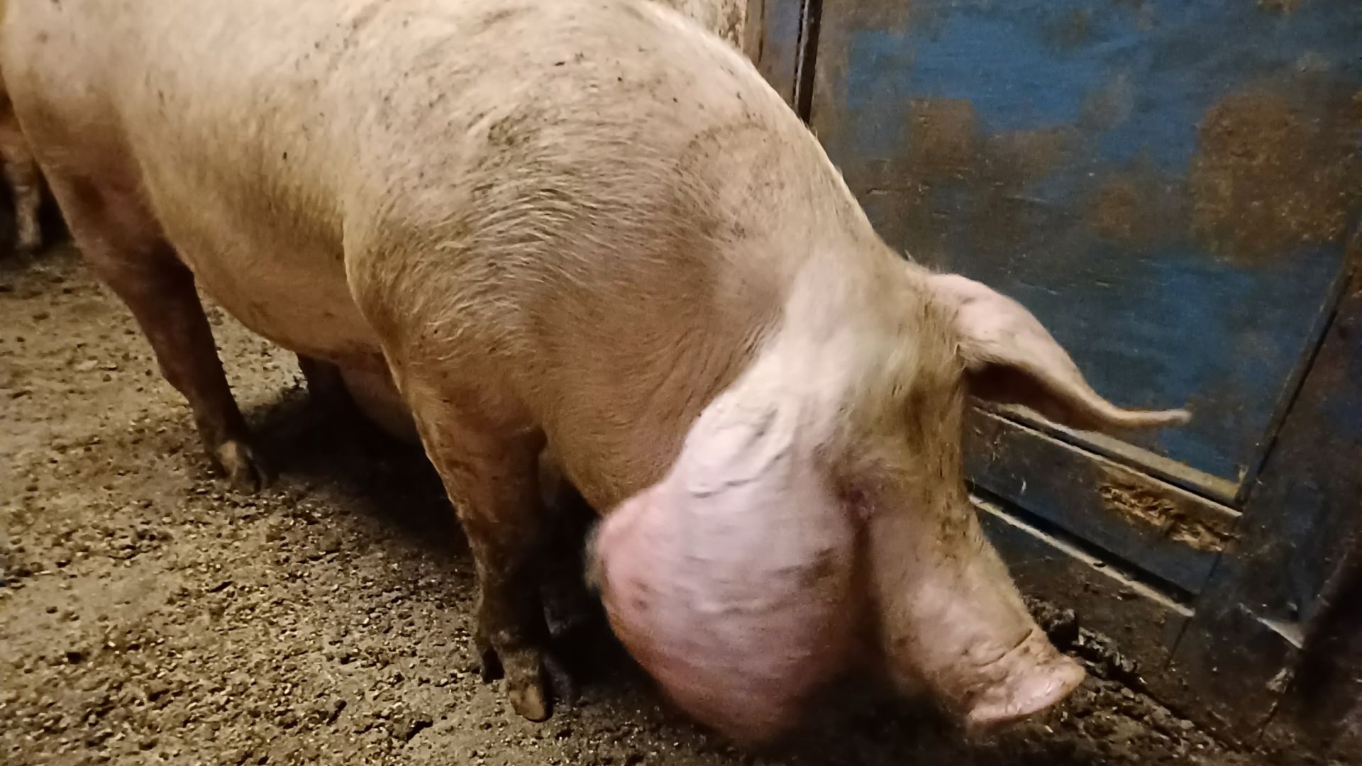 Syge og tilskadekomne grise, der ikke får behandling og pleje er blandt de hyppigste sanktioner i svineproduktionen. Foto: Fødevarestyrelsen