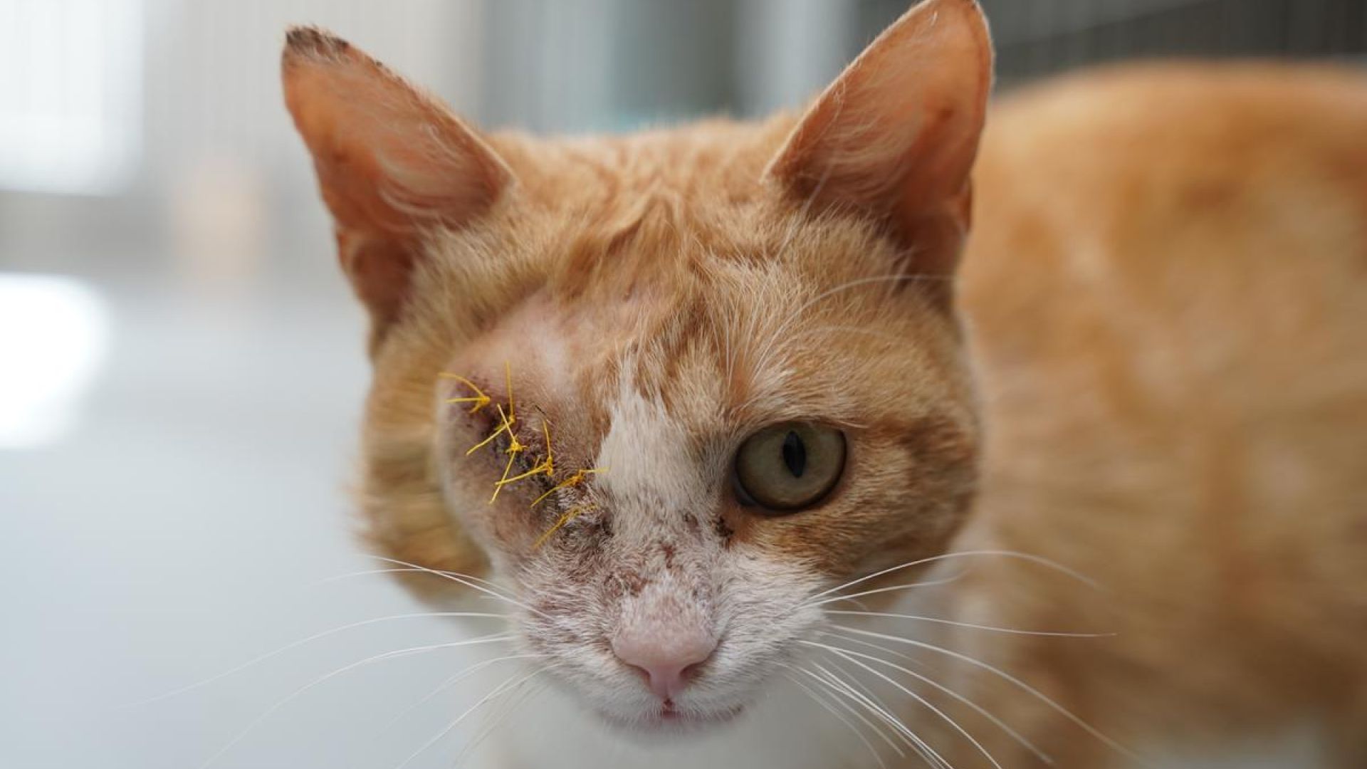 Katten Kaptajn havde en alvorlig øjenskade, men blev reddet, fordi en bekymret borger kontaktede Dyrenes Beskyttelses Vagtcentral 1812. Foto: Stine Skov-Jensen/Dyrenes Beskyttelse Katten Kaptajn kigger i kamera efter operation.