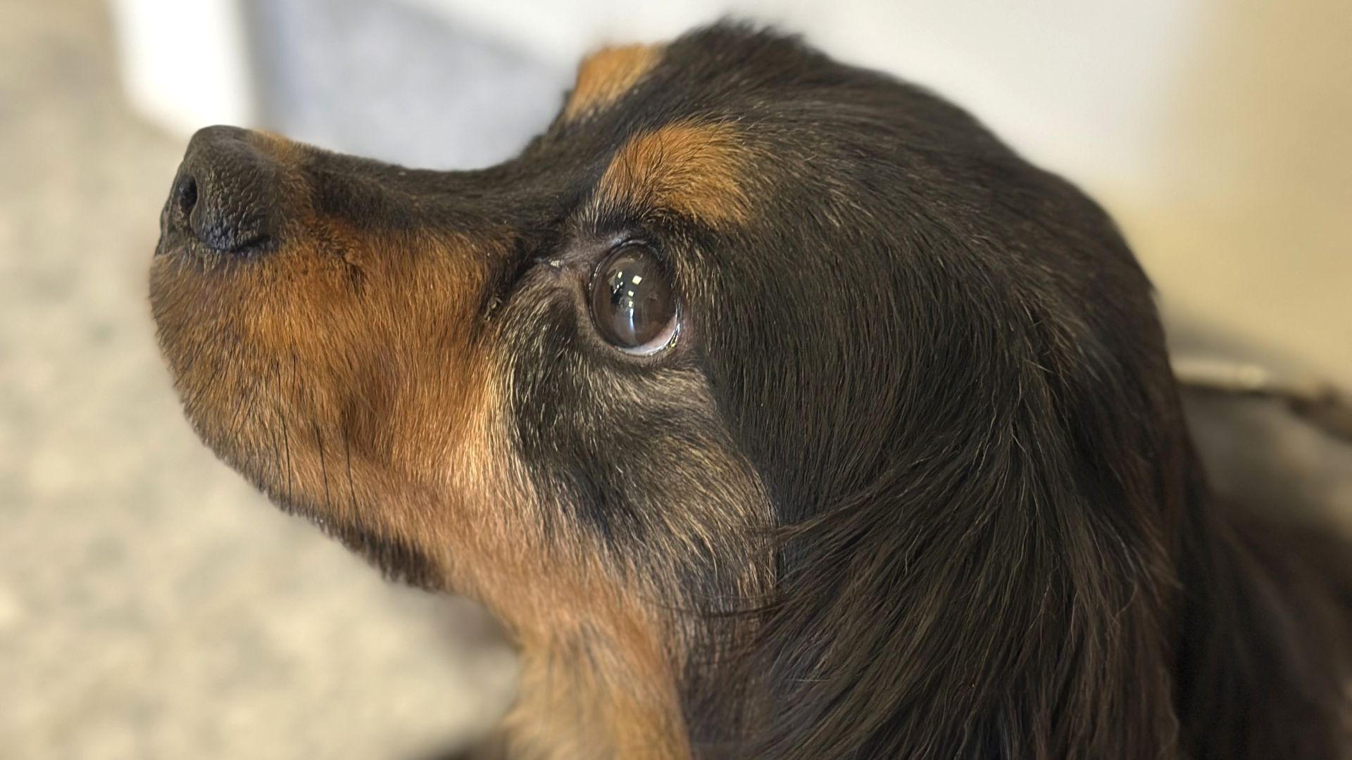 Benny er en knap 7-årig hund af blanding af dværg gravhund og pekingeser. På trods af Bennys liv med forsømmelse bærer han stadig et mildt og tillidsfuldt blik. Foto: Dyrenes Beskyttelse Lille blandingshund af dværg gravhund og pekingeser set fra siden i profil