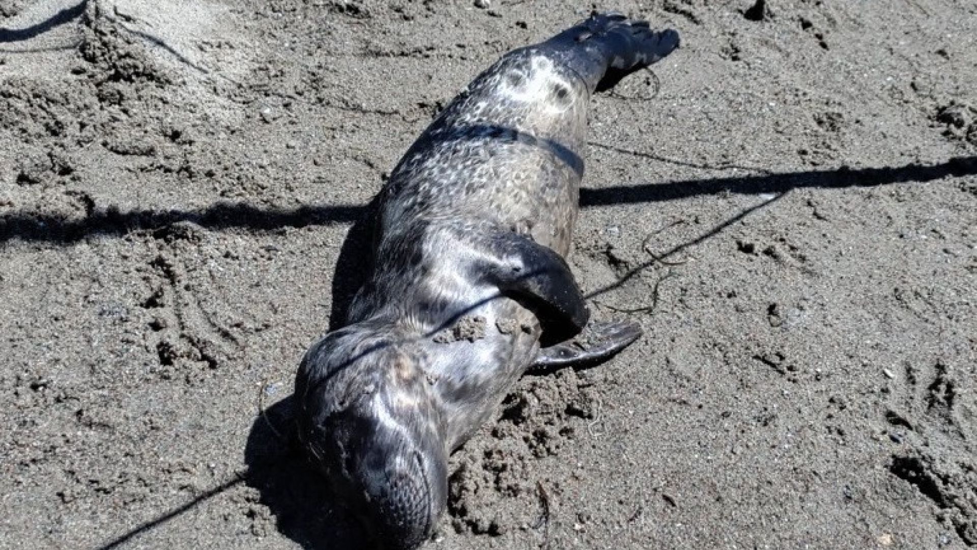 Den døde sælunge på Enø Strand. Kommunen har efterfølgende hentet sælen. Foto: Dyrenes Beskyttelse. Død sælunge ligger i sandet på stranden ved Enø Strand