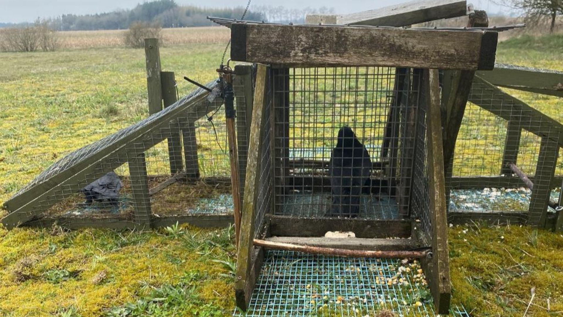 Sådan så det ud, da rågen blev holdt som lokkefugl i fælden uden adgang til vand eller foder. Ude til venstre sidder anden råge fanget. Foto: Dyrenes Beskyttelse råge sidder i fælde, der er lavet af træ