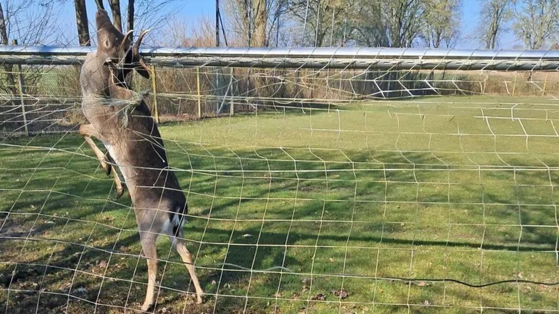Både på offentlige baner og i private haver bliver dyr fanget i fodboldnet. Ofte ender de med at blive kvalt, eller kæmpe sig til døde. Foto: Privat Hjort sidder fast med geviret i et fodboldnet