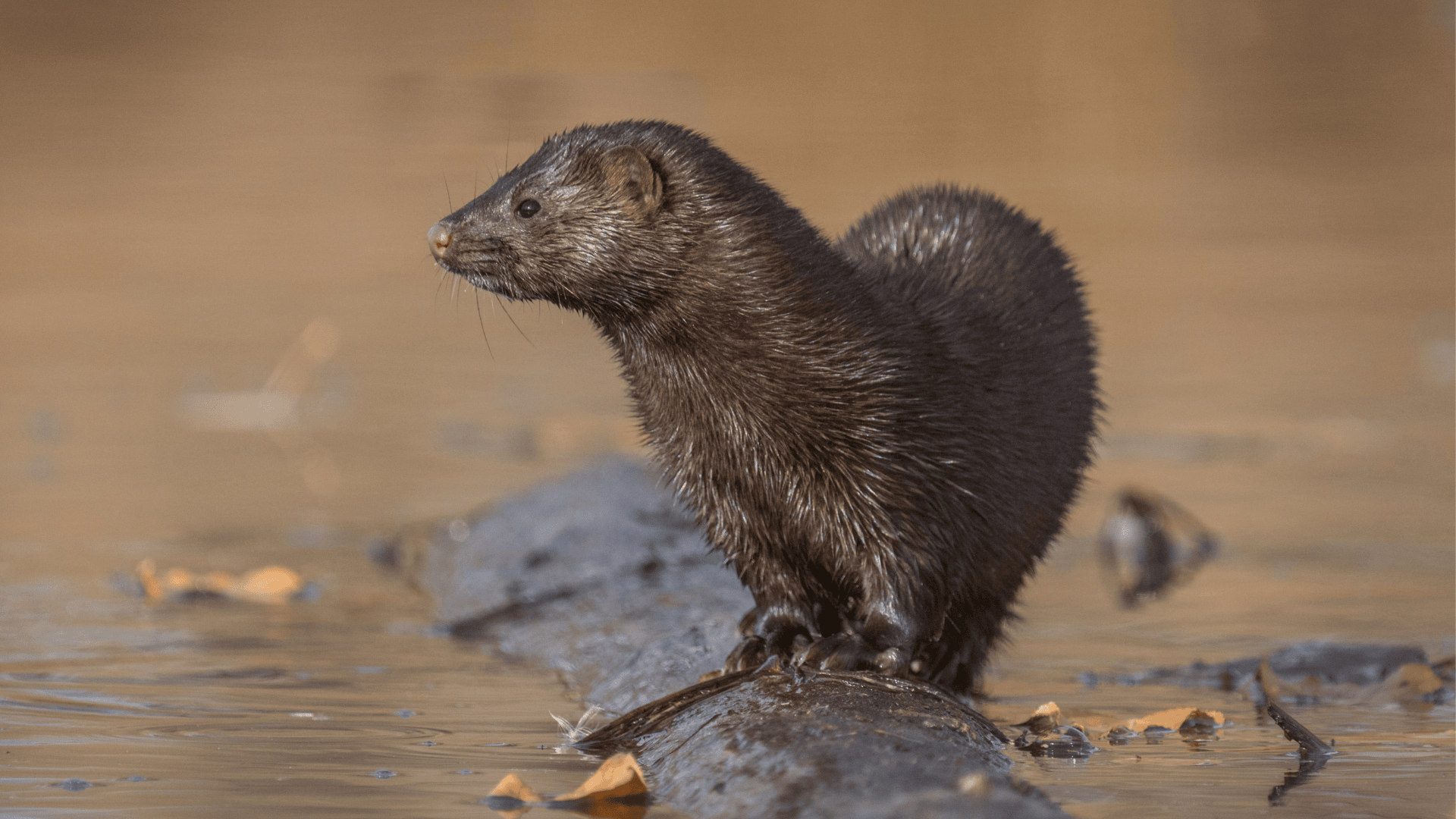 I naturen lever mink alene ved vand og på store arealer - meget langt væk fra en tilværelse i små trådbure sammen med tusindvis af artsfæller. Foto: Tony Leprieur. Mink står på træstub i vand