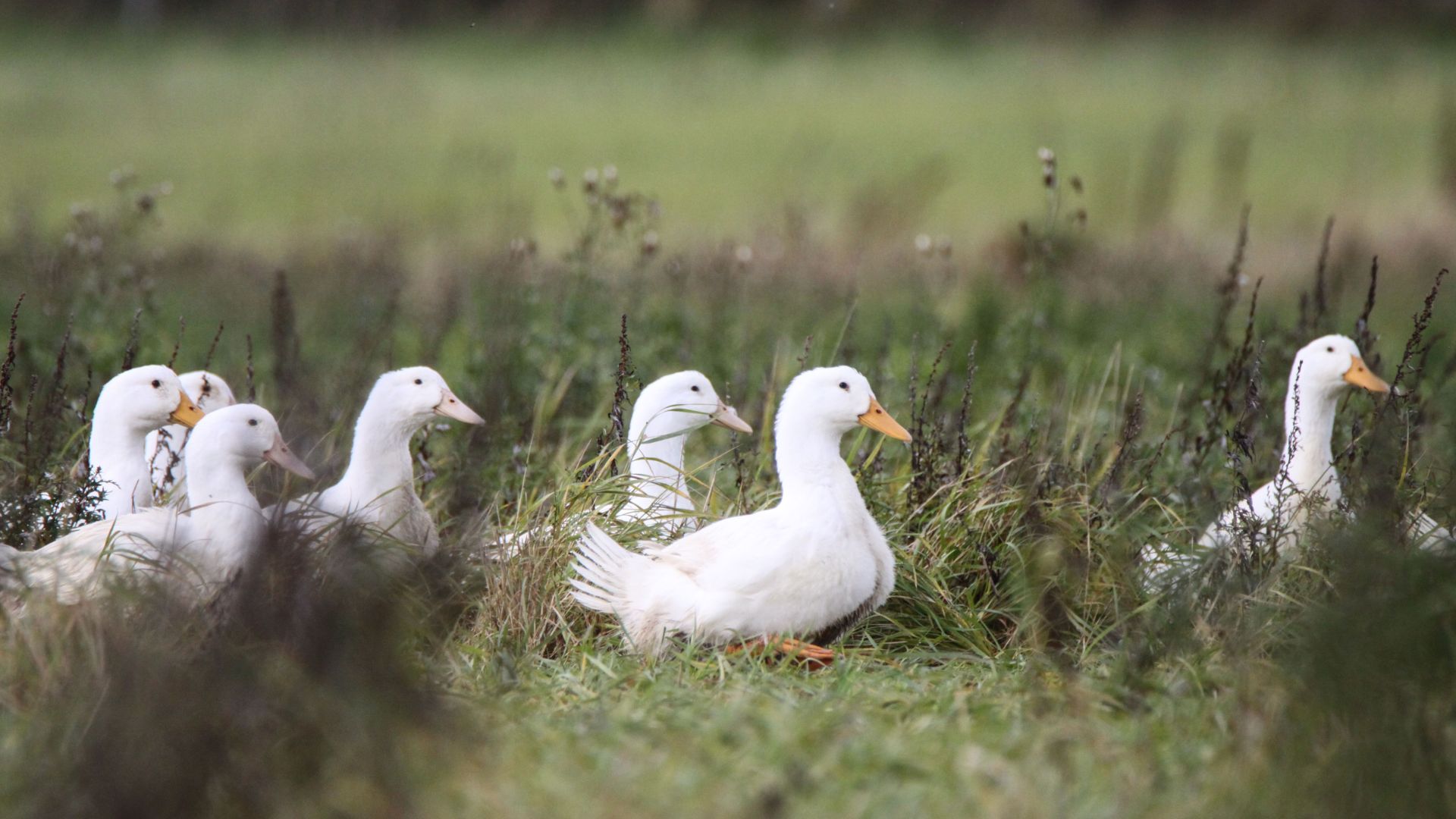Når du vælger en and under mærket "Anbefalet af Dyrenes Beskyttelse", kan du være sikker på, at anden har haft adgang til udearealer og badevand. Foto: Cathrine Cocks Ænder på færd