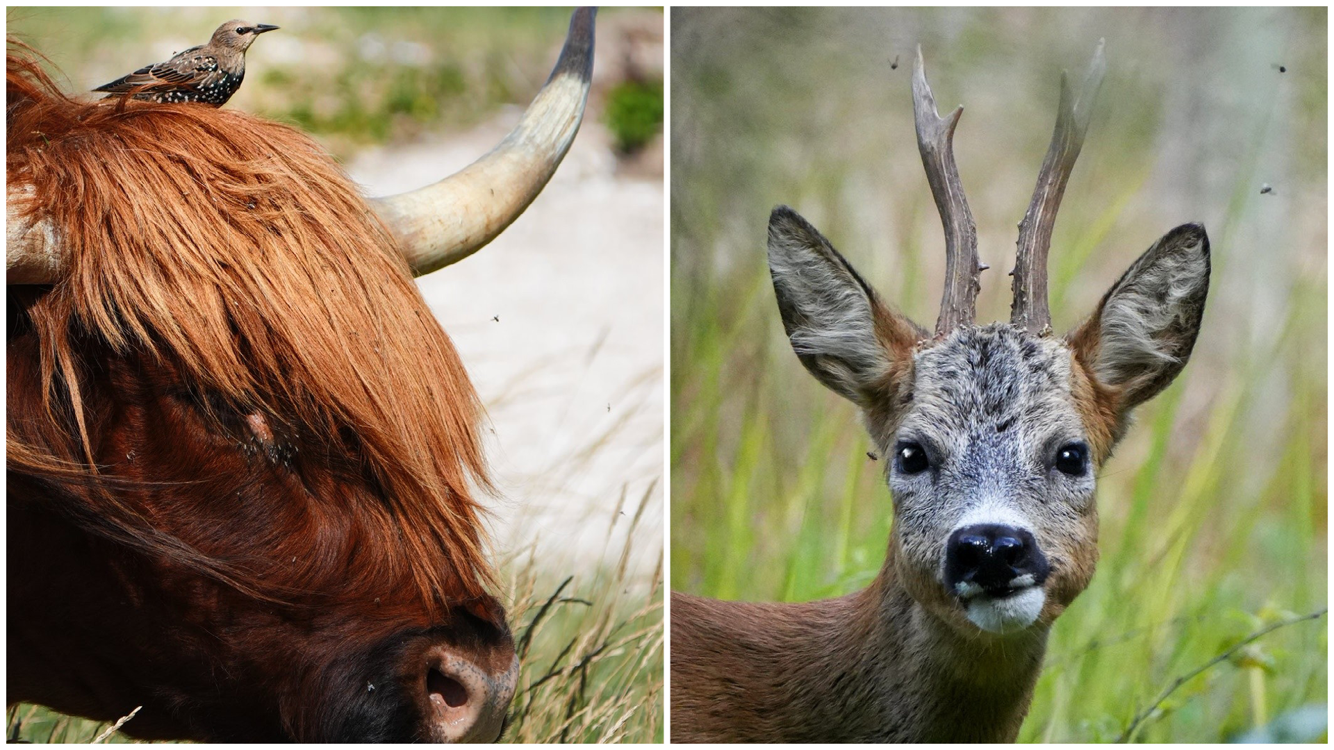 Billede af bisonokse med stær på hovedet og råbuk