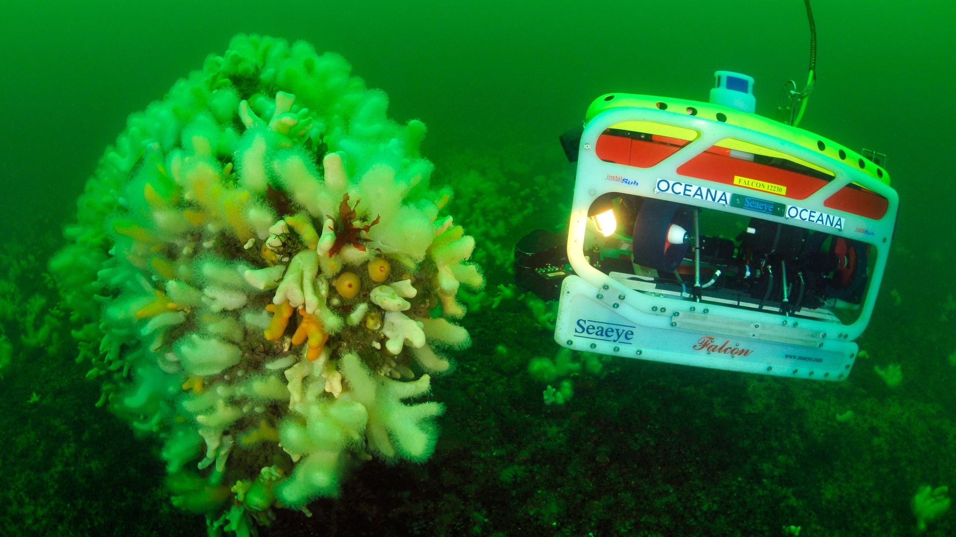 Med en særlig undervandsdrone er det lykkedes miljøorganisationen Oceana at filme det rige plante og dyreliv på bunden af Kattegat. Foto: Oceana Undervandsdrone filmer koraller