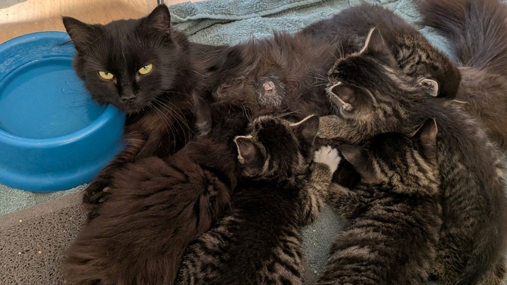 Historien om Beauty, Krøl, Krit, Krat, Krut og Kris er noget særligt. En kattemor, der mistede sine unger – men fandt den ene igen og tog fire andre killinger til sig. Seks dyr, der ikke kendte hinanden, men som fandt ro og tryghed sammen midt i vinterens mørke. En sort hunkat ligger på et mørkegrønt håndklæde med fem killinger tæt omkring sig, der dier. Fire af killingerne er stribede, og én er sort.