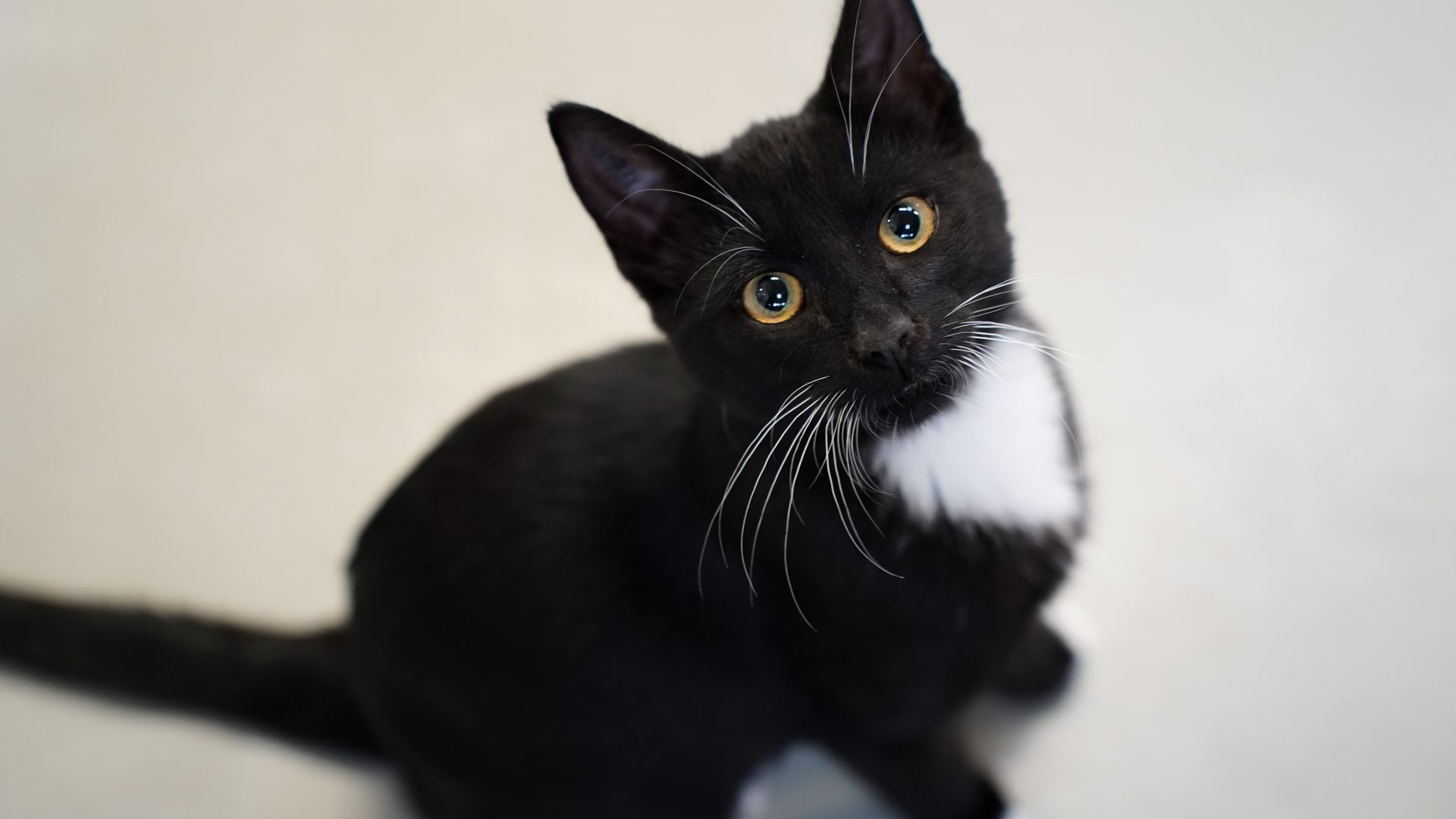 Gammel overtro gør det sommetider svært at være en sort kat. Men de sort katte er ligeså dejlige som alle de andre farver katte, mener familiedyrschef. Foto: Dyrenes Beskyttelse Gammel overtro gør det sommetider svært at være en sort kat. Men de sort katte er ligeså dejlige som alle de andre farver katte, mener familiedyrschef. Foto: Dyrenes Beskyttelse