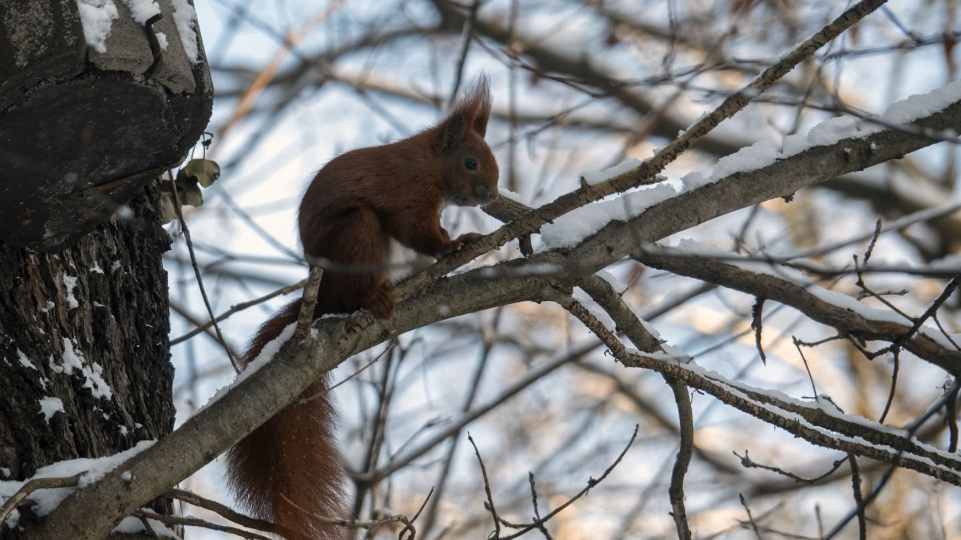 Egernet gemmer nødder og agern i små vinterdepoter spredt ud over haven. Med utrolig lugtesans og god hukommelse finder det mange af dem igen – selv under sneen. Foto: Ulrike Langner Egern på sneklædt træ