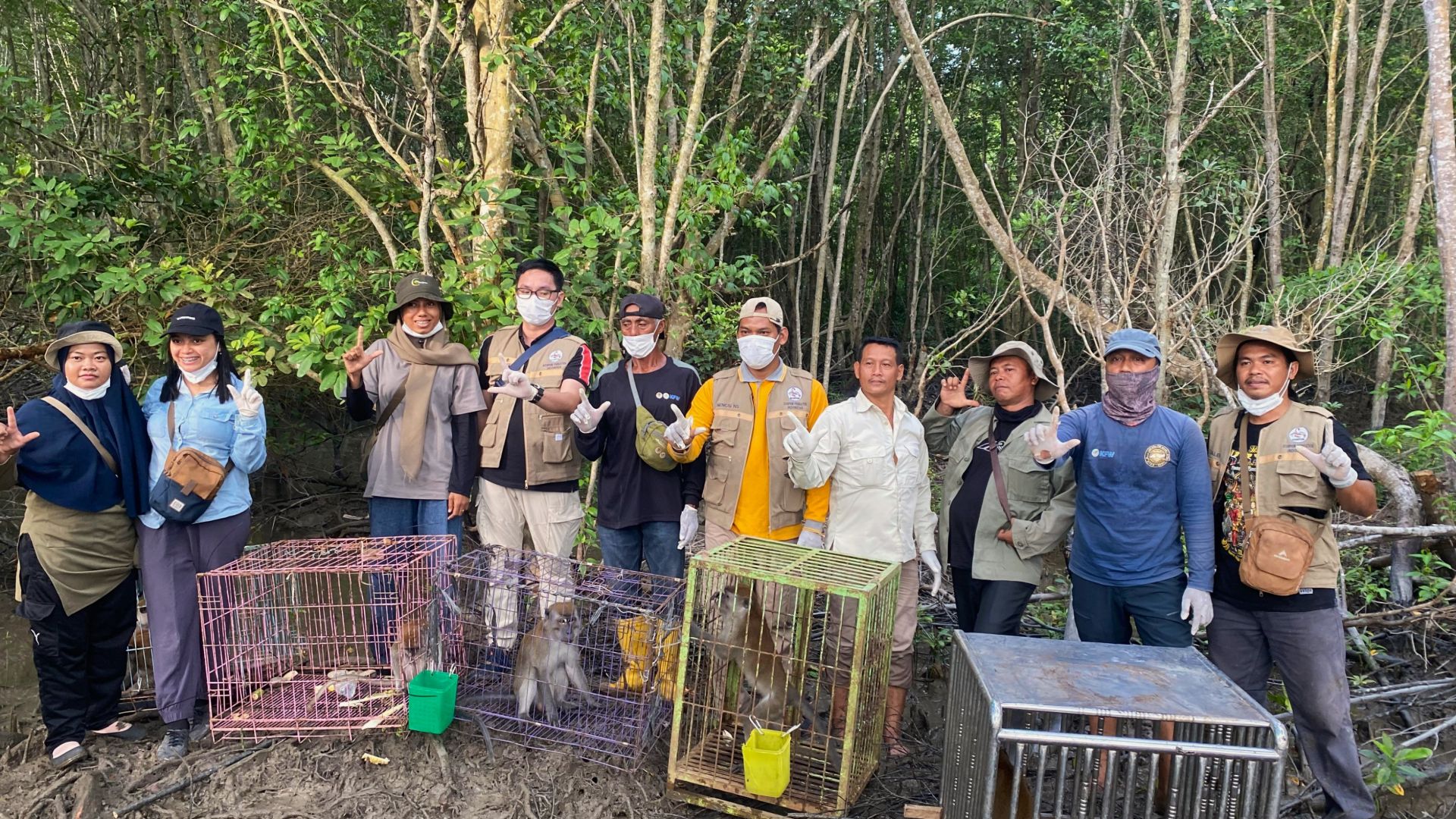 Med støtte fra Dyrenes Beskyttelse og Animals Asia Foundation driver Scorpion Foundation, en redningsstation for makak-aber på den indonesiske ø Sumatra. Her bliver aberne behandlet og forberedt på livet i naturen. Indtil videre har organisationen taget sig af i alt 159 makak-aber. Foto: Scorpion Foundation En gruppe mennesker står i en mangroveskov sammen med flere bure, hvor langhalede makak-aber sidder klar til at blive genudsat. Gruppen smiler.