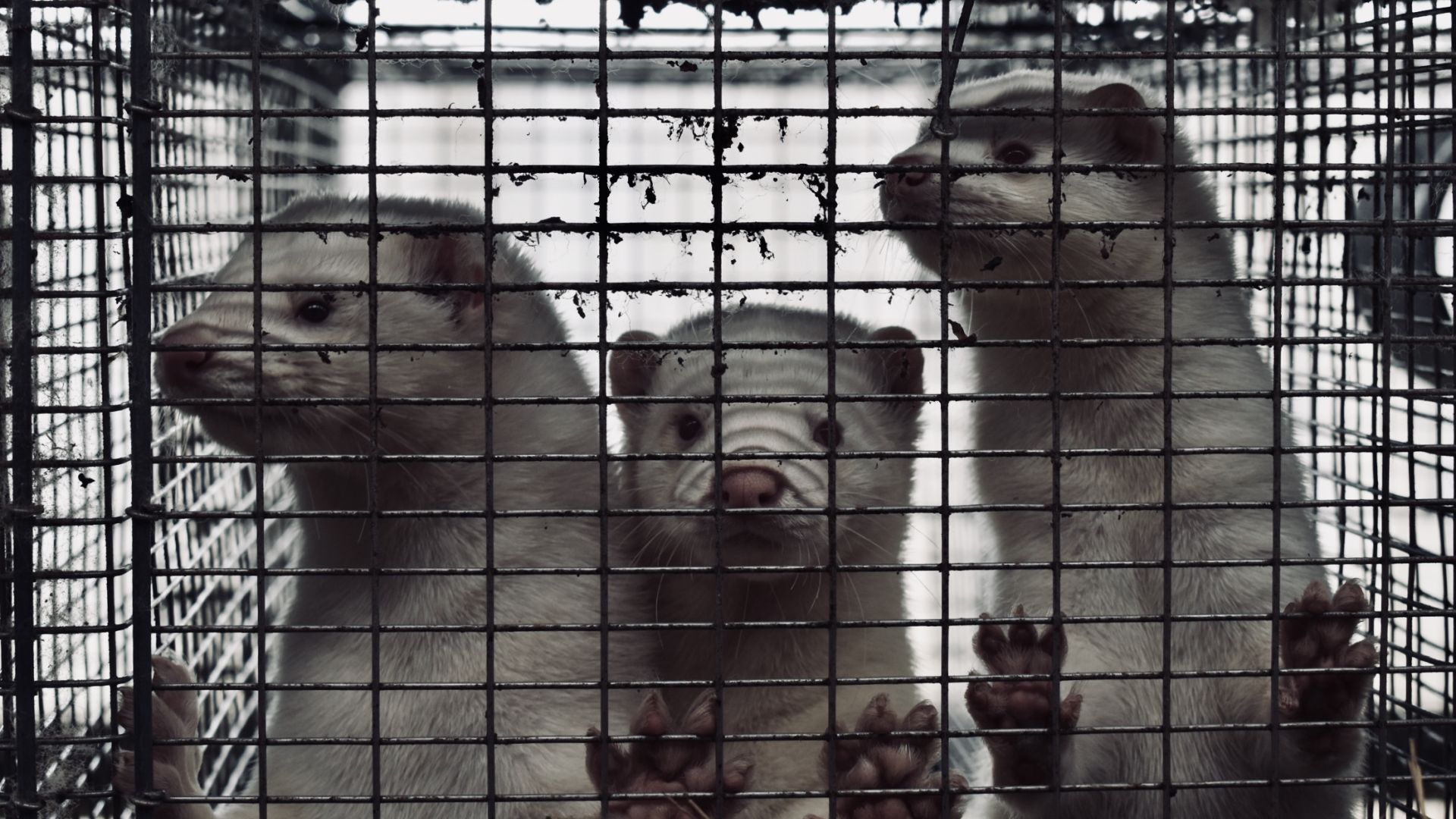 Foto: Neptun Dina Mylner/We See You tre hvide mink står i lille bur med poterne oppe på tremmerne