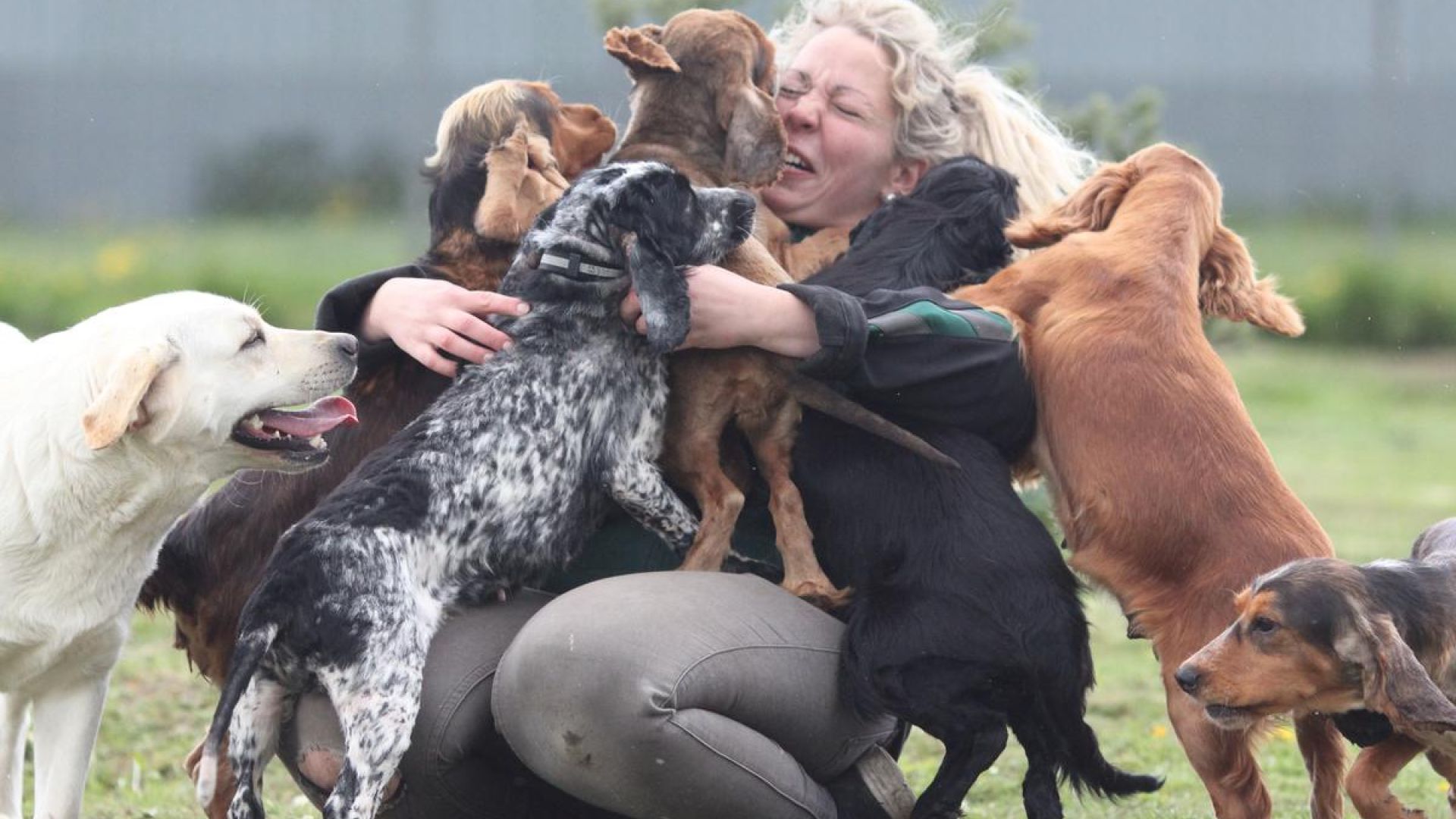 Hunde løber rundt udenfor og hopper op på kvindes skød