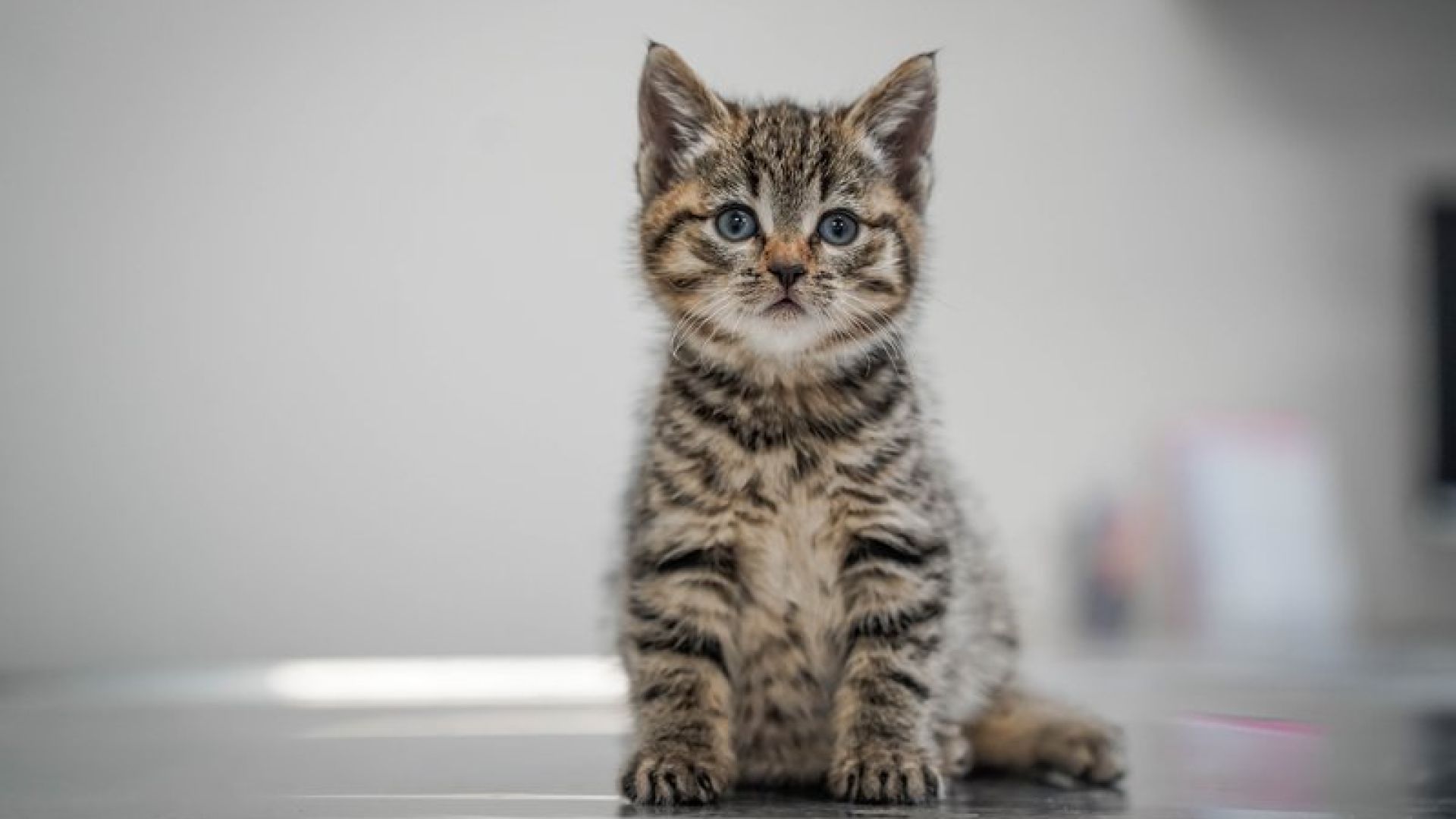 Kattekilling kigger i kameraet