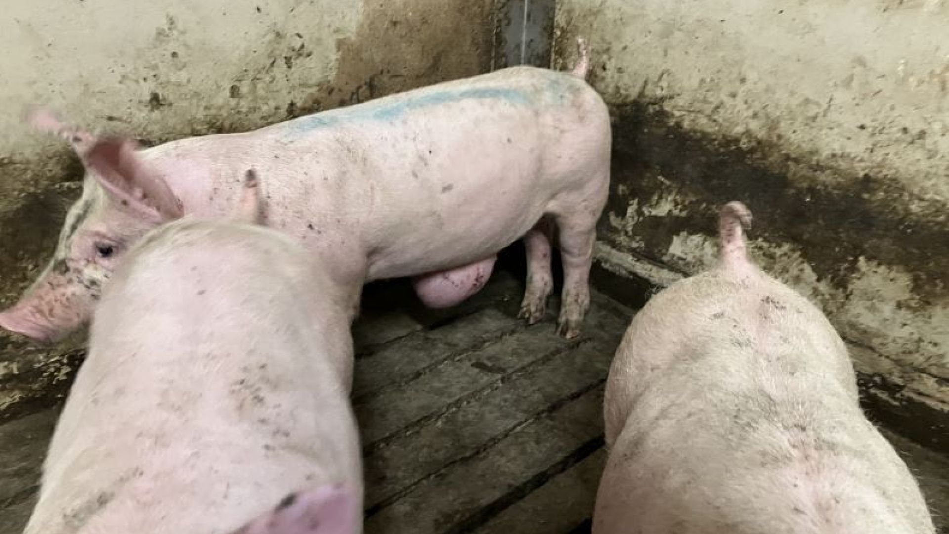 TV 2-dokumentaren viser blandt andet kraftigt underernærede, dehydrerede og døende patte- og smågrise, grise med ubehandlede halebid med koldbrand eller dybe læsioner og grise med kæmpestore broksække. Billedet er ikke fra dokumentaren - men fra Fødevarestyrelsens kontrolbesøg.