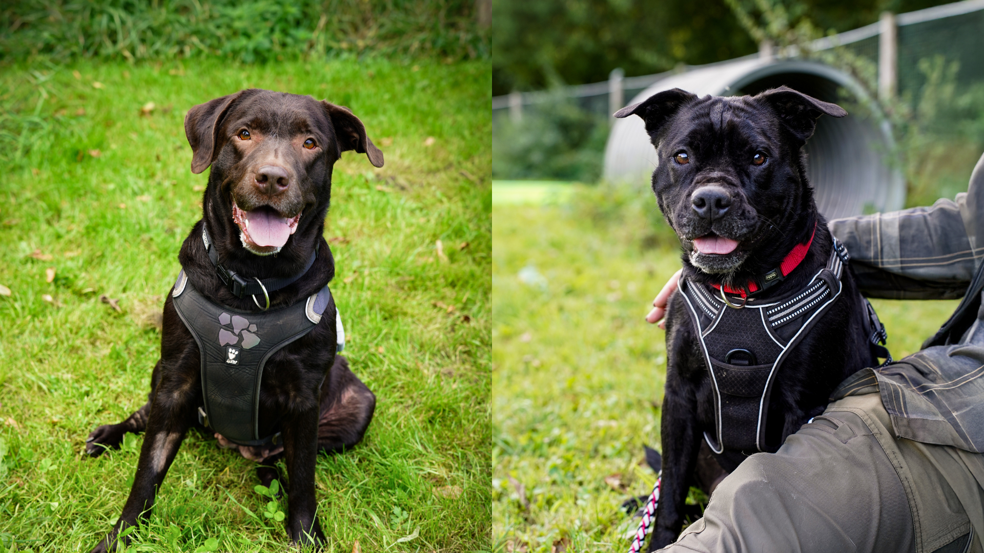 Hundende Bino og Mille i grønne omgivelser.