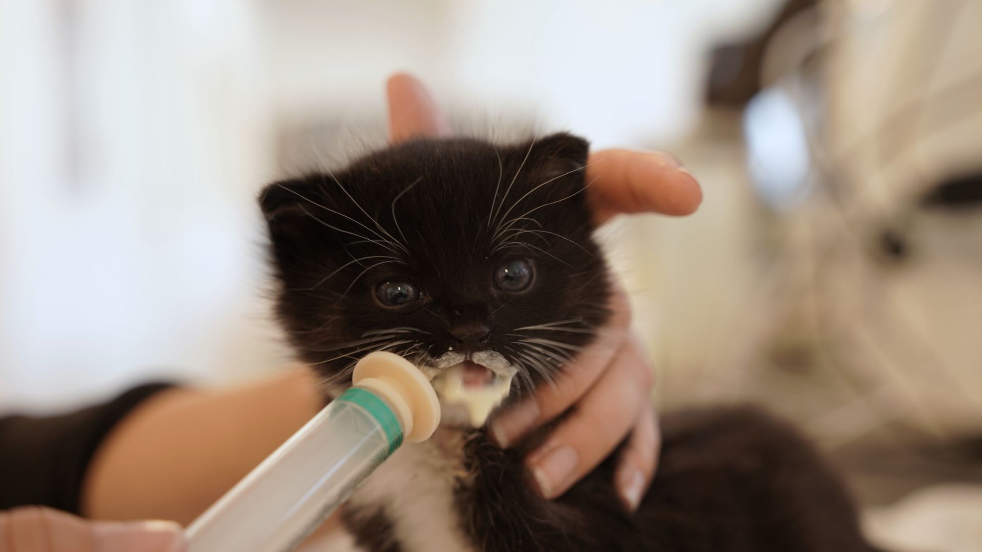 Lille sort kattekilling får modermælkserstatning med en fodringssprøjte