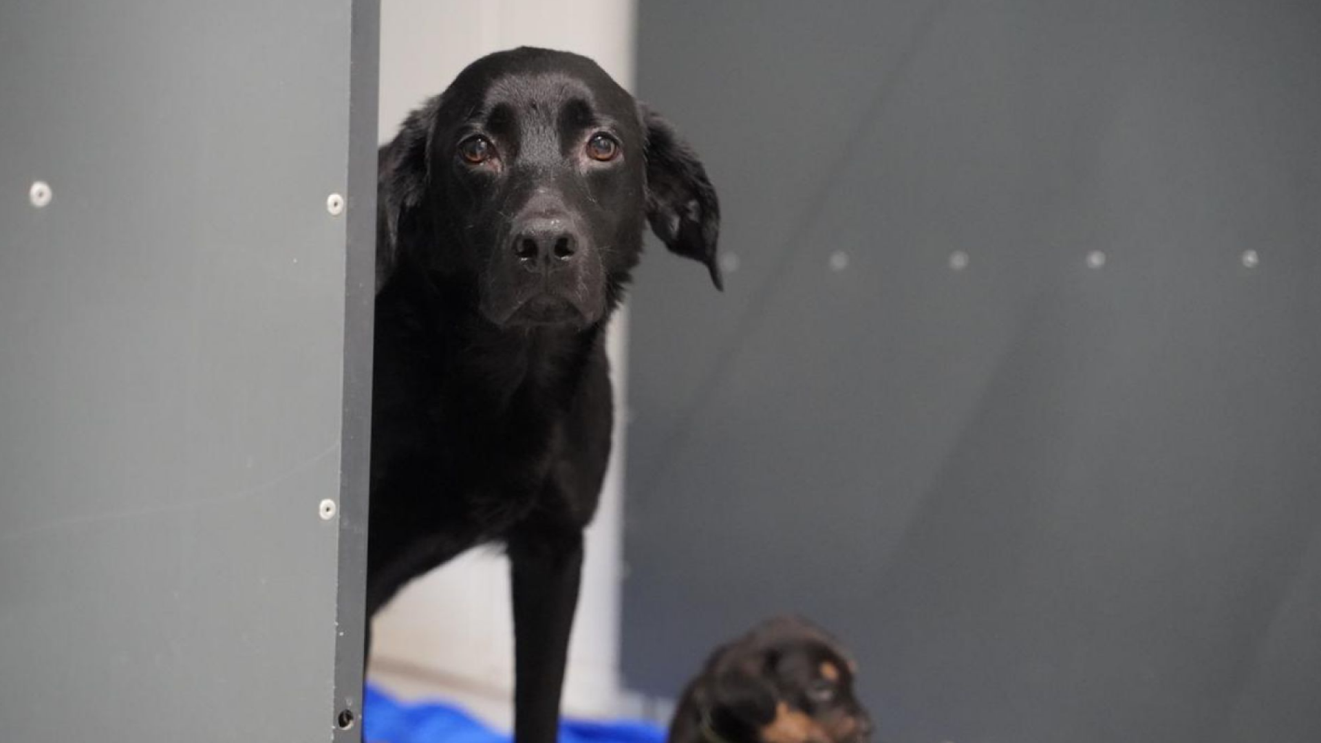 Hund fra socialsag kigger i kamera.