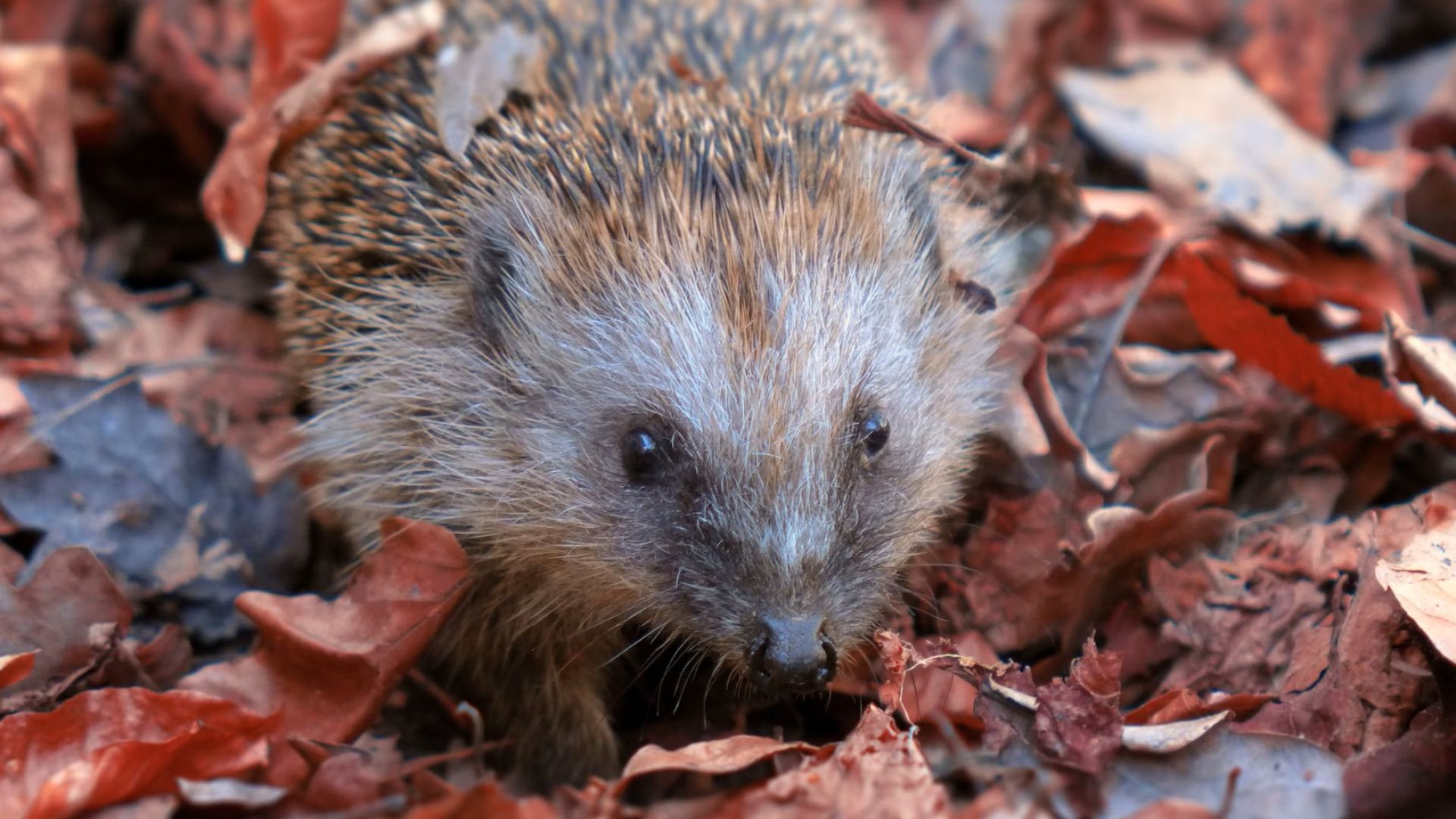 Pindsvin i efterårsblade