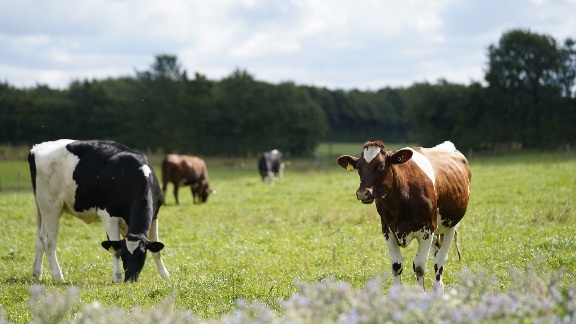 sortbroget står på mark og græsser. Brunbroget ko står og kigger. Solen skinner