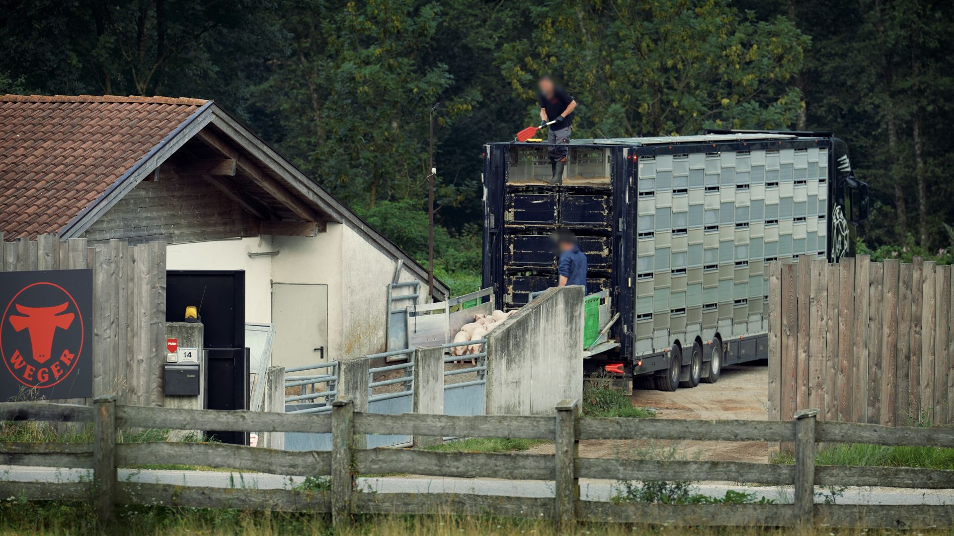 Dyrenes Beskyttelse og Politiken har den seneste tid afdækket, hvordan danske svineeksportører oplyser samlesteder som slutdestinationer for at undgå kontrollen og sende grise på længere og varmere ture, end loven tillader, uden at myndighederne kan stille dem til regnskab for det. Foto: Dyrenes Beskyttelse