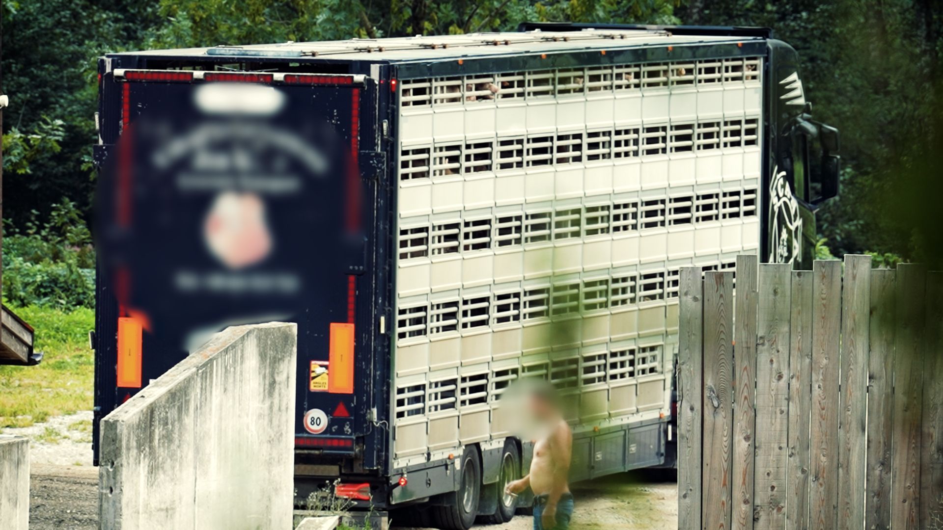 I august fulgte Dyrenes Beskyttelse efter en grisetransport til et samlested i Sydtyrol. Det viste sig, at stedet bruges til at undslippe myndighedskontrollen og omgå lovgivningen. Foto: Dyrenes Beskyttelse