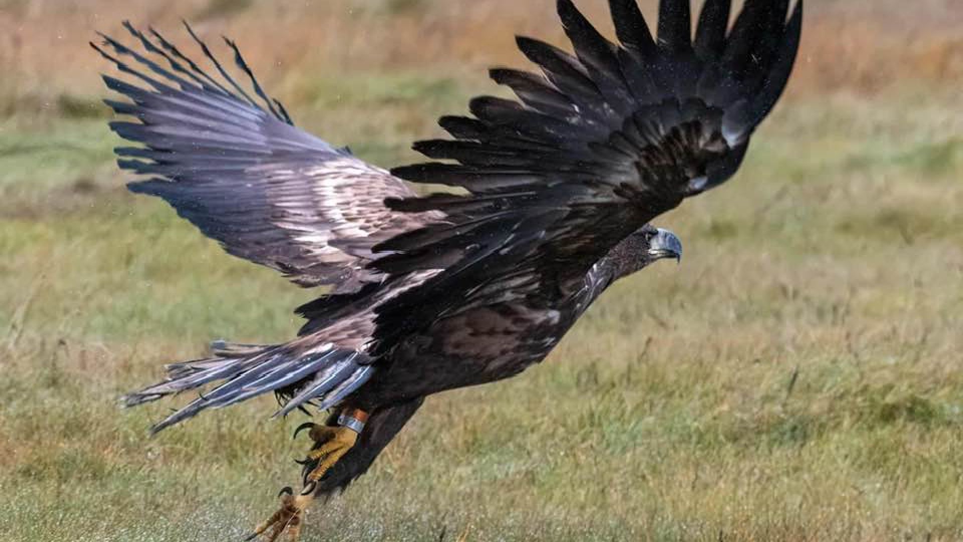 Selvom havørne har det godt i Danmark og er i fremgang, så kan de mægtige fugle alligevel godt få brug for hjælp. Foto: Peter Helmut Larsen