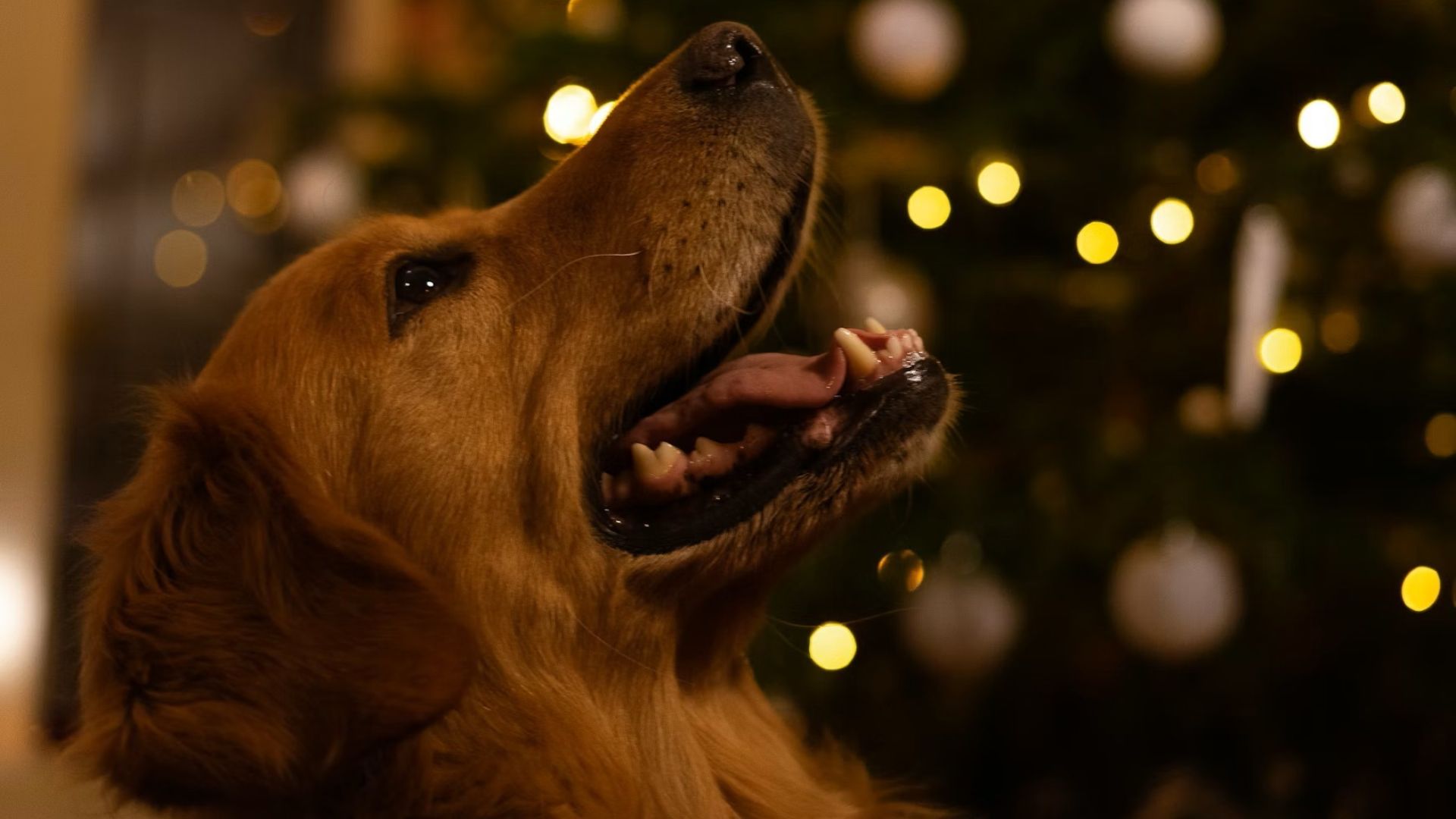 Hund venter på en godbid